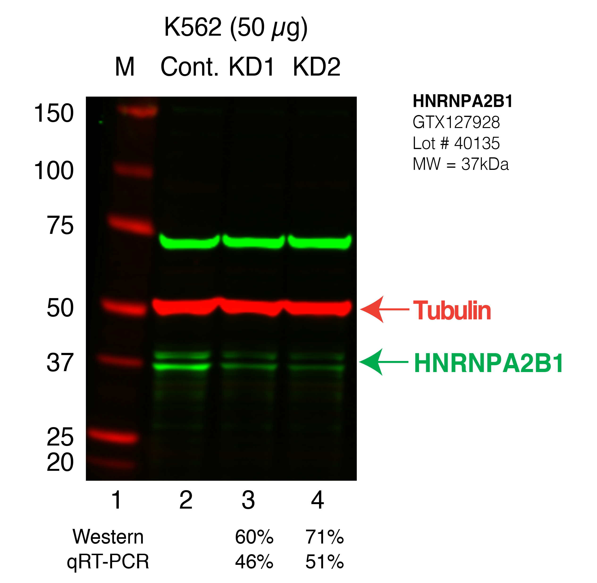 HNRNPA2B1-K562_Secondary_Western.png<br>Caption: Western blot following shRNA against HNRNPA2B1 in K562 whole cell lysate using HNRNPA2B1 specific antibody. Lane 1 is a ladder, lane 2 is K562 non-targeting control knockdown, lane 3 and 4 are two different shRNAs against HNRNPA2B1.HNRNPA2B1 protein appears as the green band, Tubulin serves as a control and appears in red.