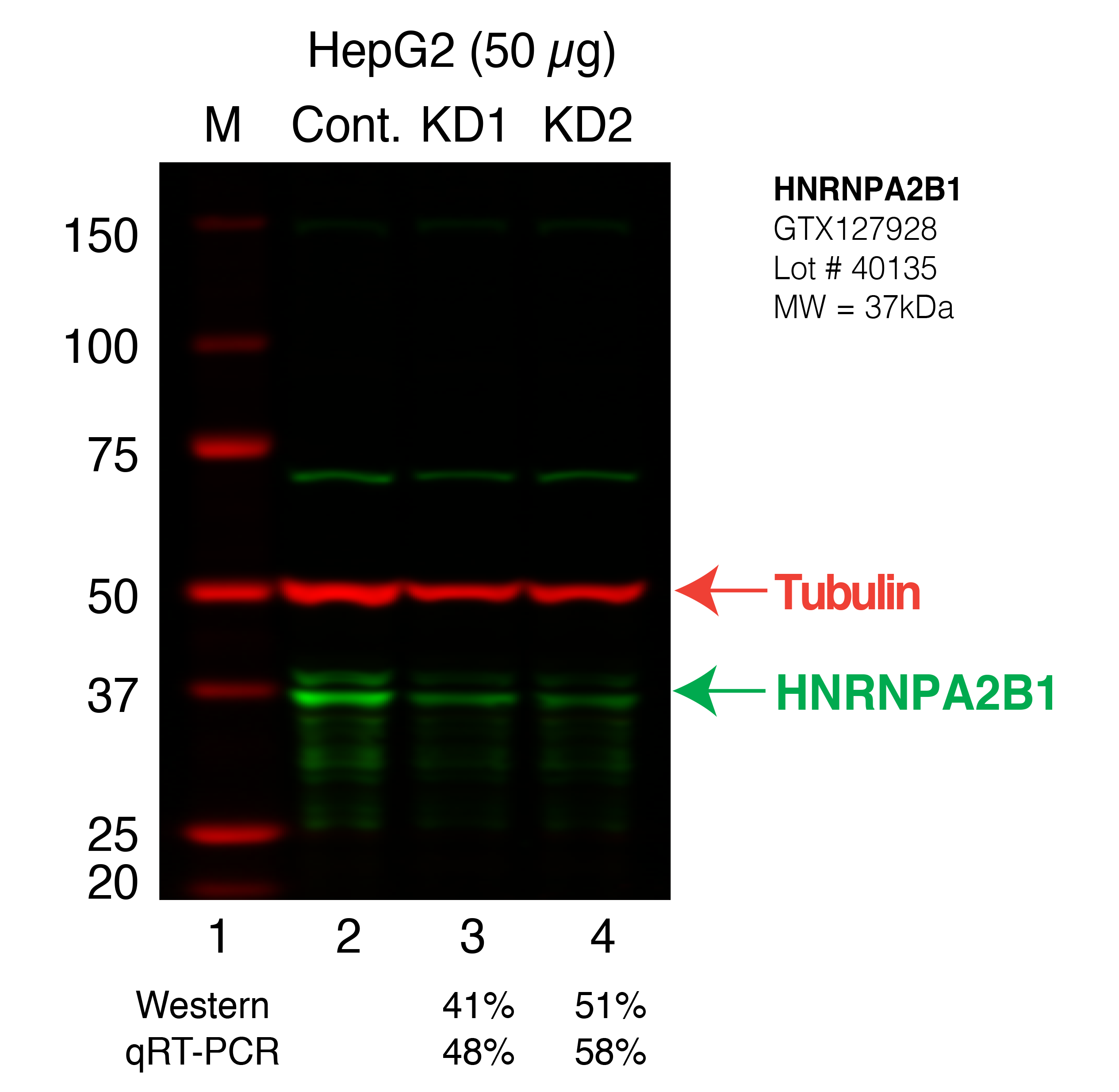 HNRNPA2B1_Secondary_Western.png<br>Caption: Western blot following shRNA against HNRNPA2B1 in HepG2 whole cell lysate using HNRNPA2B1 specific antibody. Lane 1 is a ladder, lane 2 is HepG2 non-targeting control knockdown, lane 3 and 4 are two different shRNAs against HNRNPA2B1. HNRNPA2B1 protein appears as the green band, Tubulin serves as a control and appears in red.