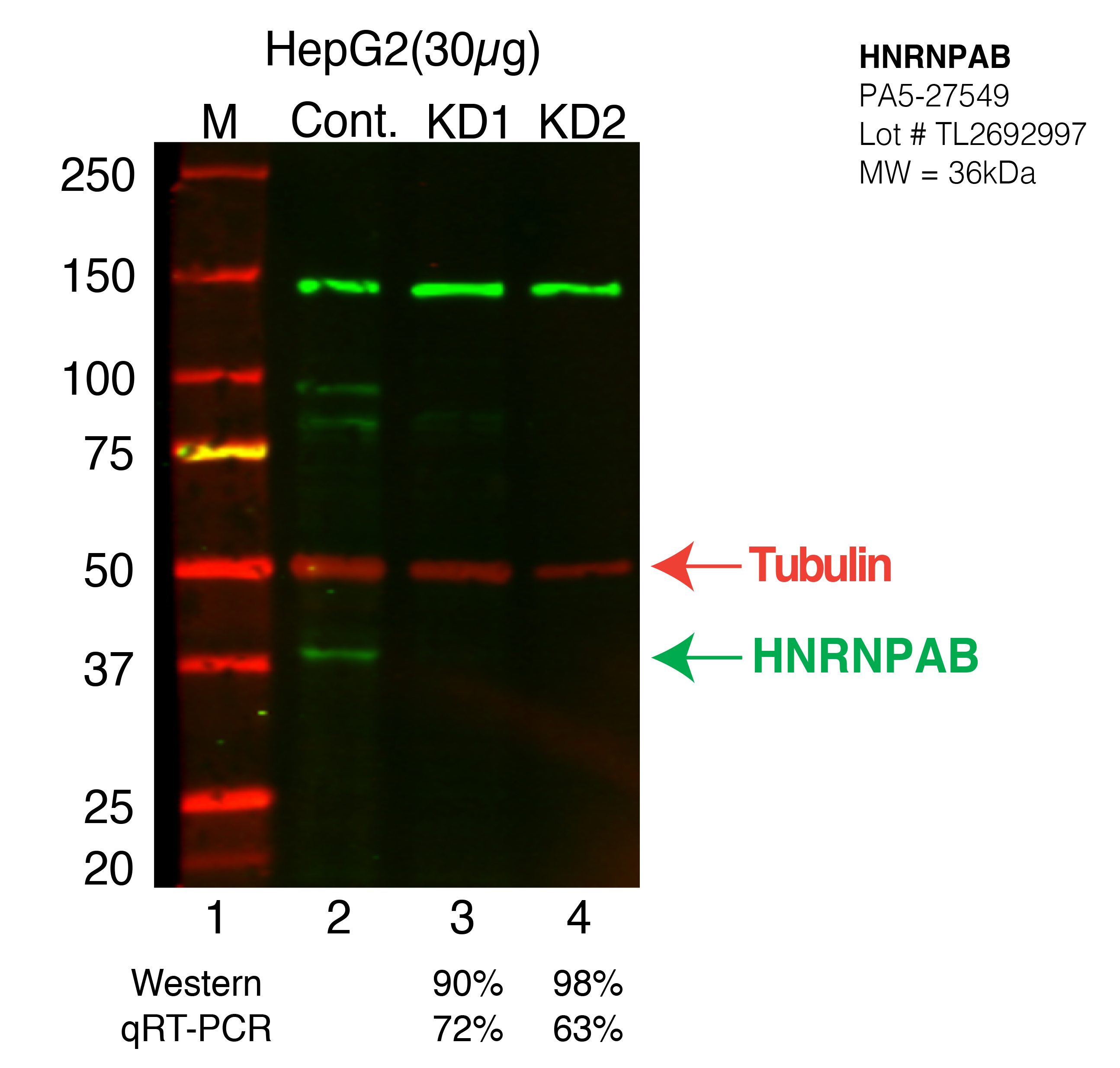 HNRNPAB-HEPG2-PA5-27549.png<br>Caption: Western blot following shRNA against HNRNPAB in HepG2 whole cell lysate using HNRNPAB specific antibody. Lane 1 is a ladder, lane 2 is HepG2 non-targeting control knockdown, lane 3 and 4 are two different shRNA against HNRNPAB. HNRNPAB protein appears as the green arrow, Tubulin serves as a control and appears in red arrow.