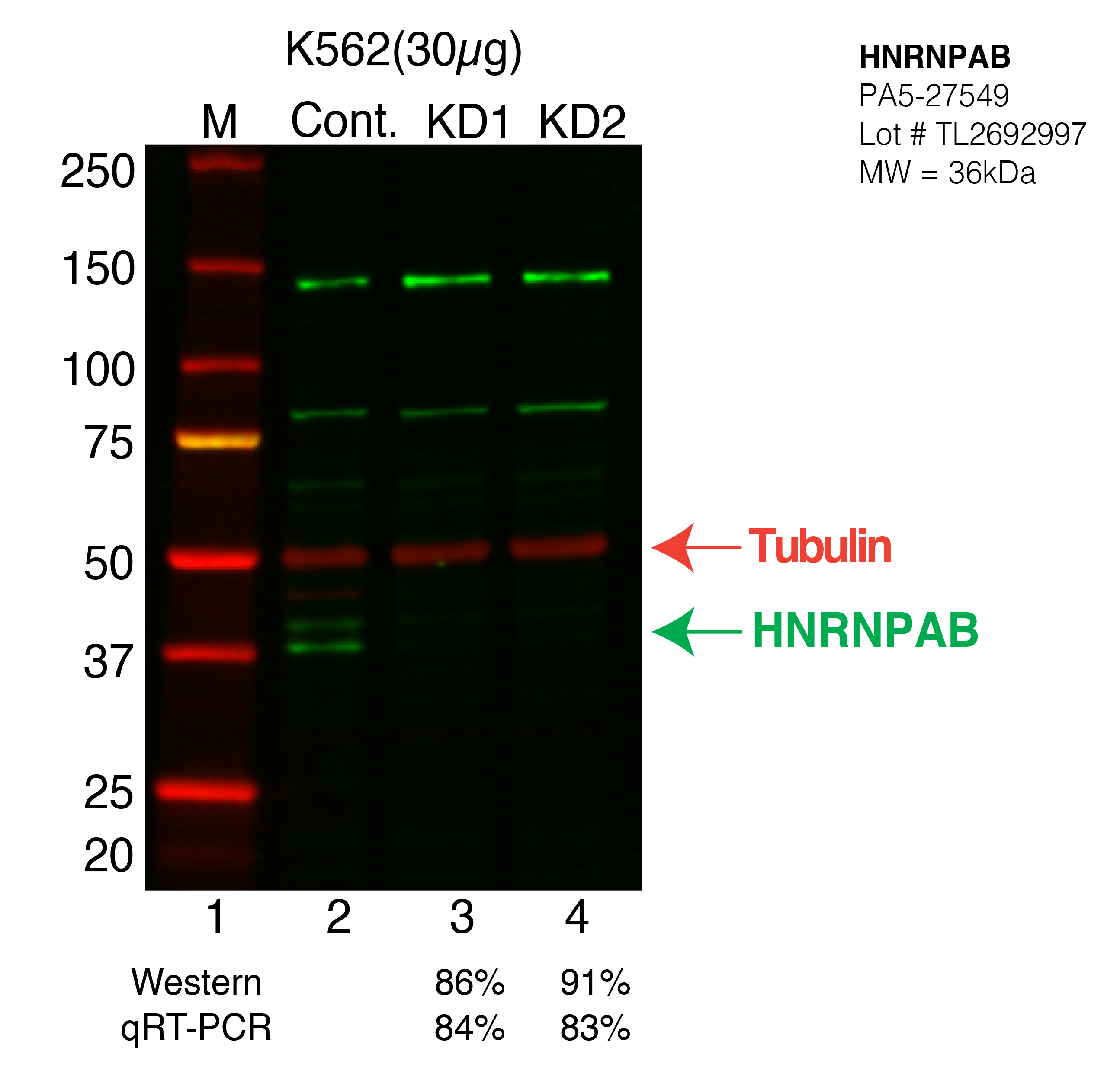 HNRNPAB-K562-PA5-27549.png<br>Caption: Western blot following shRNA against HNRNPAB in K562 whole cell lysate using HNRNPAB specific antibody. Lane 1 is a ladder, lane 2 is K562 non-targeting control knockdown, lane 3 and 4 are two different shRNA against HNRNPAB. HNRNPAB protein appears as the green arrow, Tubulin serves as a control and appears in red arrow.