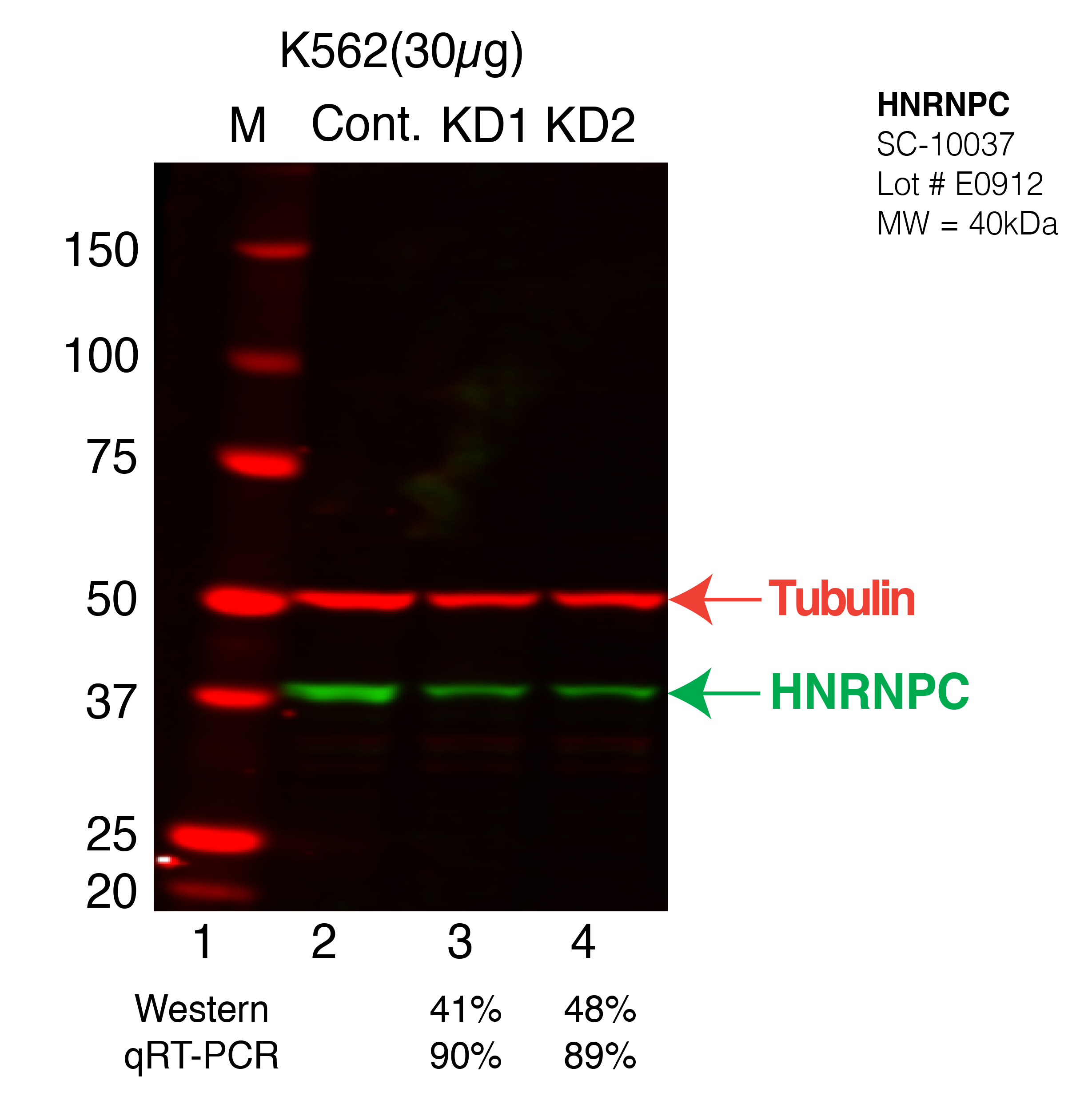 HNRNPC-K562.png<br>Caption: Western blot following shRNA against HNRNPC in K562 whole cell lysate using HNRNPC specific antibody. Lane 1 is a ladder, lane 2 is K562 non-targeting control knockdown, lane 3 and 4 are two different shRNAs against HNRNPC.HNRNPC protein appears as the green band, Tubulin serves as a control and appears in red.