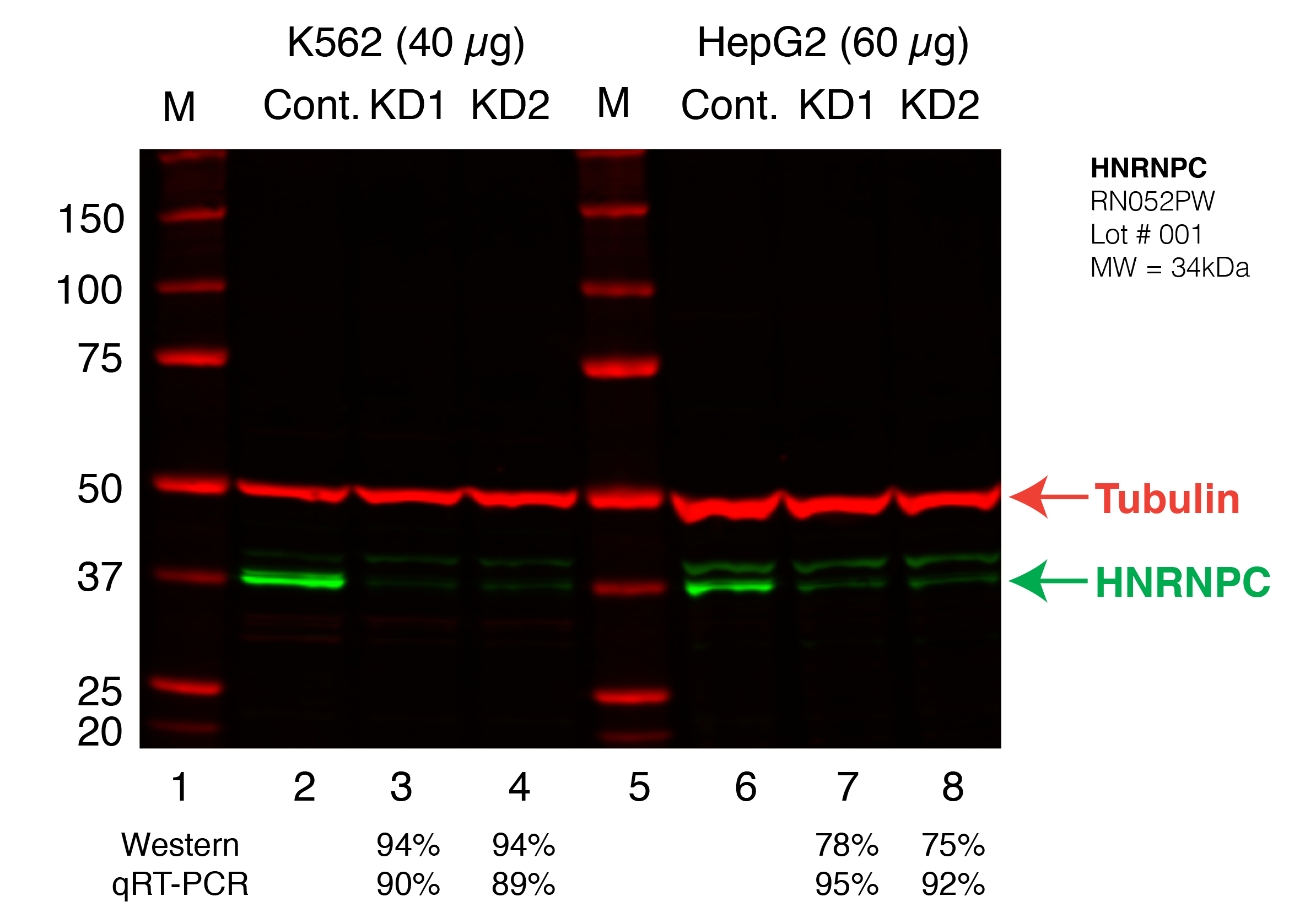 HNRNPC_Secondary_Western.png<br>Caption: Western blot following shRNA against HNRNPC in K562 and HepG2 whole cell lysate using HNRNPC specific antibody. Lane 1 is a ladder, lane 2 is K562 non-targeting control knockdown, lane 2 and 3 are two different shRNAs against HNRNPC. Lanes 5-7 follow the same pattern, but in HepG2. HNRNPC protein appears as the green band, GAPDH serves as a control and appears in red.