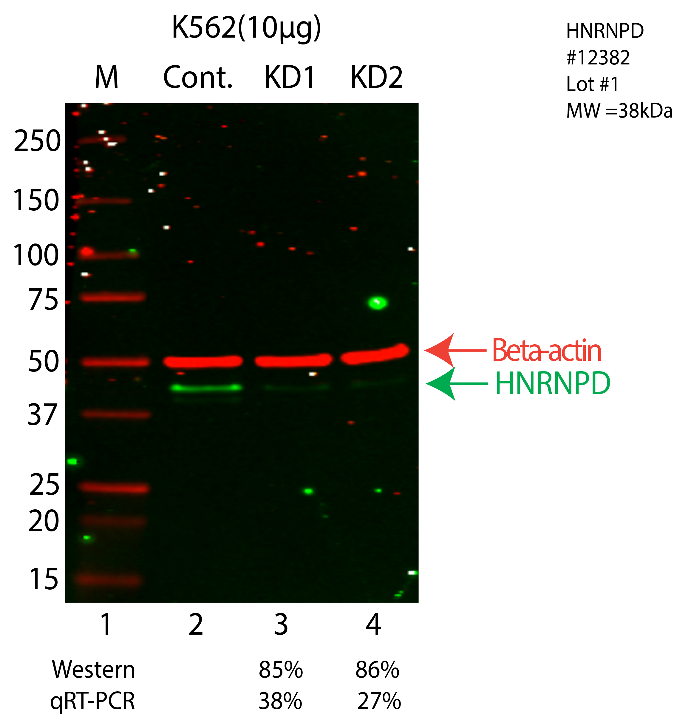 HNRNPD-K562-CRISPR-12382.png<br>Caption: Western blot following CRISPR against HNRNPD in K562 whole cell lysate using HNRNPD specific antibody. Lane 1 is a ladder, lane 2 is K562 non-targeting control knockdown, lane 3 and 4 are two different CRISPR against HNRNPD. HNRNPD protein appears as the green arrow, Beta-actin serves as a control and appears in red arrow.
