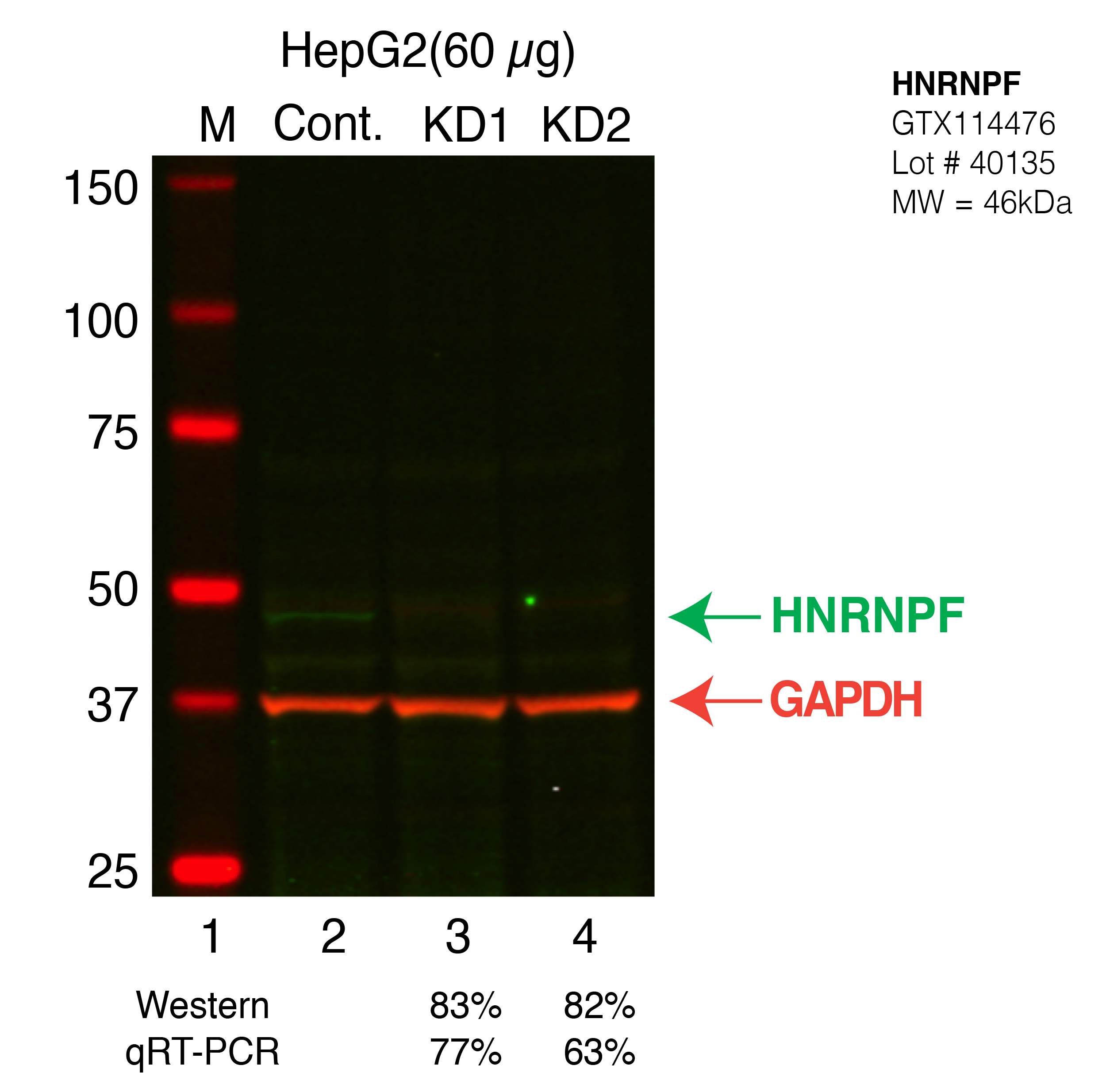 HNRNPF-HEPG2-CRISPR.png<br>Caption: Western blot following CRISPR against HNRNPF in HepG2 whole cell lysate using HNRNPF specific antibody. Lane 1 is a ladder, lane 2 is HepG2 non-targeting control knockdown, lane 3 and 4 are two different CRISPR against HNRNPF. HNRNPF protein appears as the green band, GAPDH serves as a control and appears in red.