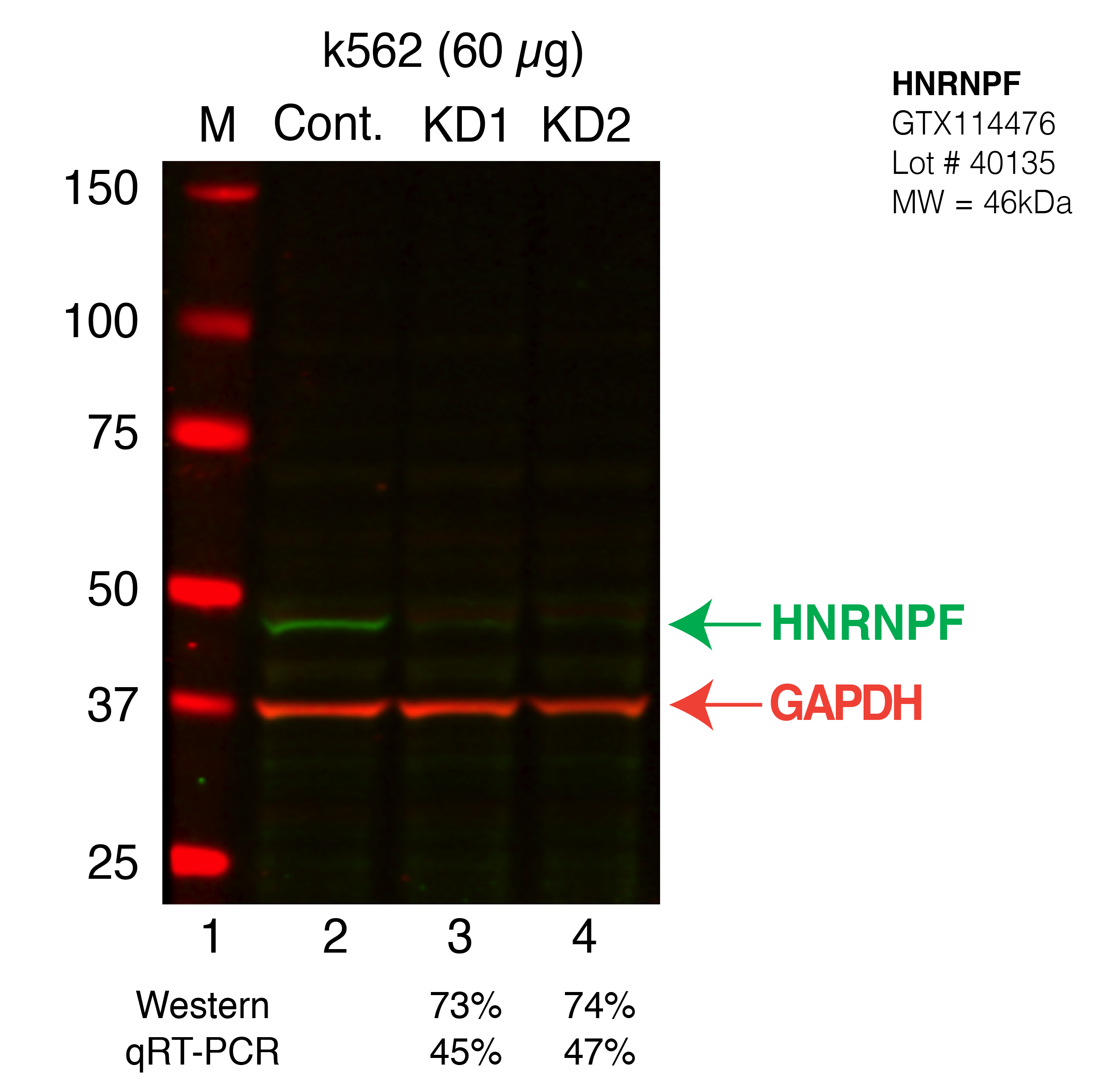 HNRNPF-K562-CRISPR.png<br>Caption: Western blot following CRISPR against HNRNPF in K562 whole cell lysate using HNRNPF specific antibody. Lane 1 is a ladder, lane 2 is K562 non-targeting control knockdown, lane 3 and 4 are two different CRISPR against HNRNPF. HNRNPF protein appears as the green band, GAPDH serves as a control and appears in red.