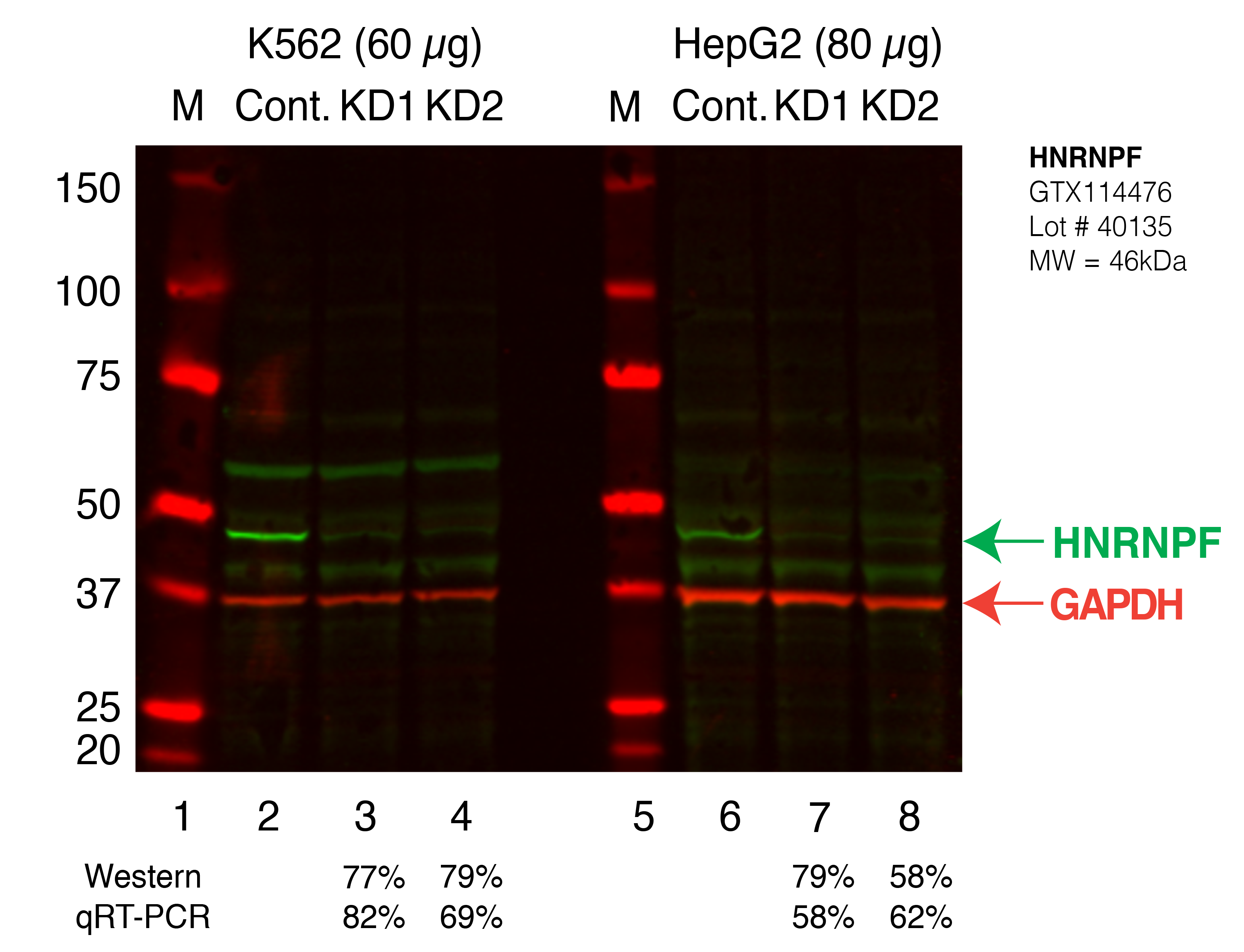 HNRNPF_Secondary_Western.png<br>Caption: Western blot following shRNA against HNRNPF in K562 and HepG2 whole cell lysate using HNRNPF specific antibody. Lane 1 is a ladder, lane 2 is K562 non-targeting control knockdown, lane 3 and 4 are two different shRNAs against HNRNPF. Lanes 5-8 follow the same pattern, but in HepG2. HNRNPF protein appears as the green band, GAPDH serves as a control and appears in red.