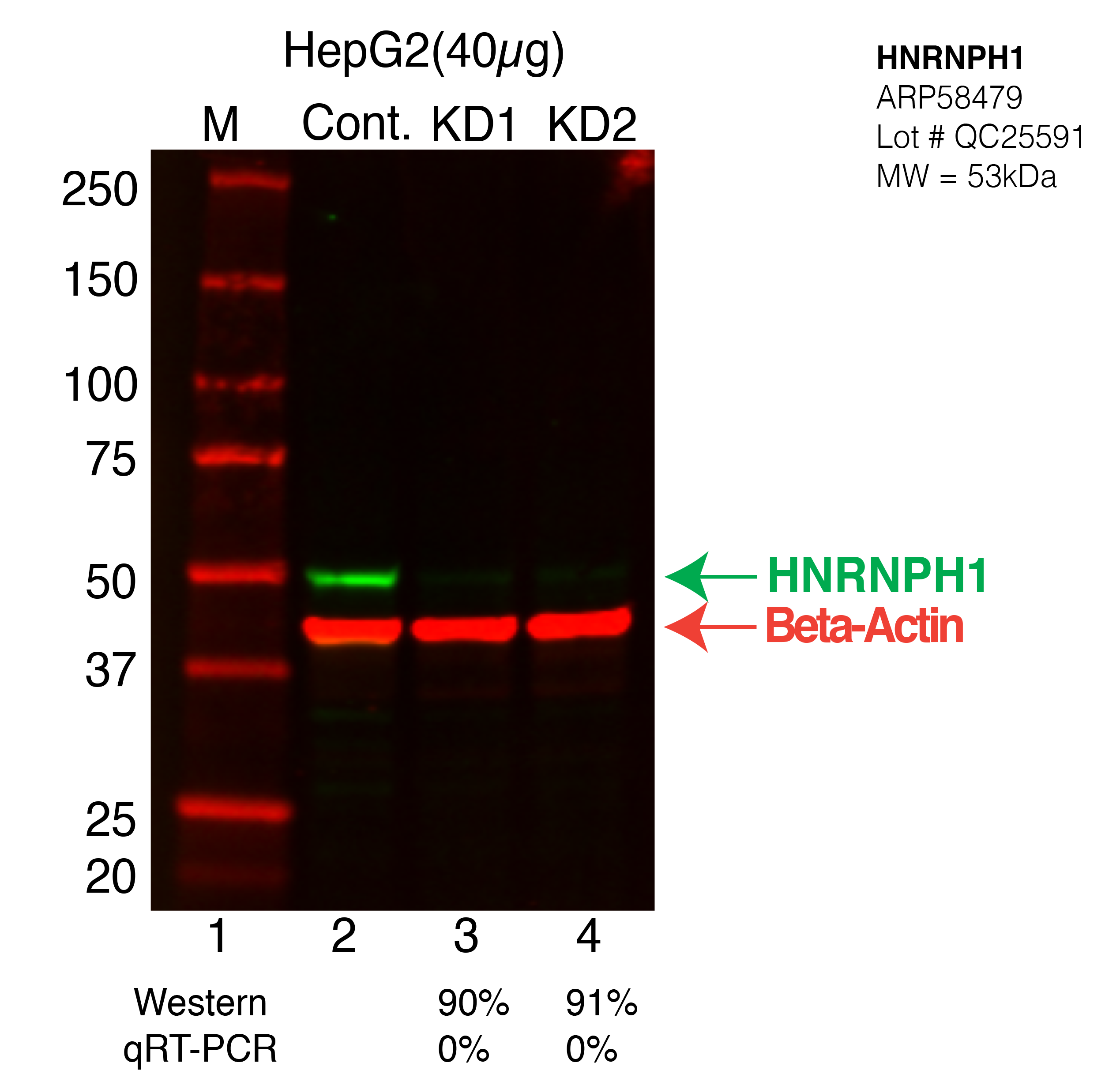 HNRNPH1-HEPG2-CRISPR.png<br>Caption: Western blot following CRISPR against HNRNPH1 in HepG2 whole cell lysate using HNRNPH1 specific antibody. Lane 1 is a ladder, lane 2 is HepG2 non-targeting control knockdown, lane 3 and 4 are two different CRISPR against HNRNPH1. HNRNPH1 protein appears as the green arrow, Beta-actin serves as a control and appears in red arrow.