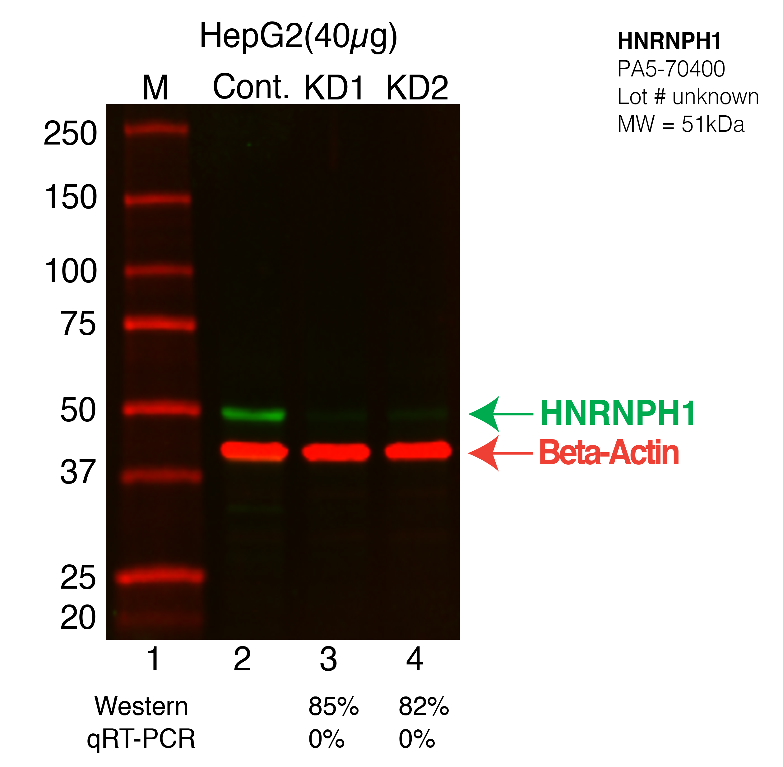 HNRNPH1-HEPG2-PA5-70400-CRISPR.png<br>Caption: Western blot following CRISPR against HNRNPH1 in HepG2 whole cell lysate using HNRNPH1 specific antibody. Lane 1 is a ladder, lane 2 is HepG2 non-targeting control knockdown, lane 3 and 4 are two different CRISPR against HNRNPH1. HNRNPH1 protein appears as the green arrow, Beta-actin serves as a control and appears in red arrow.