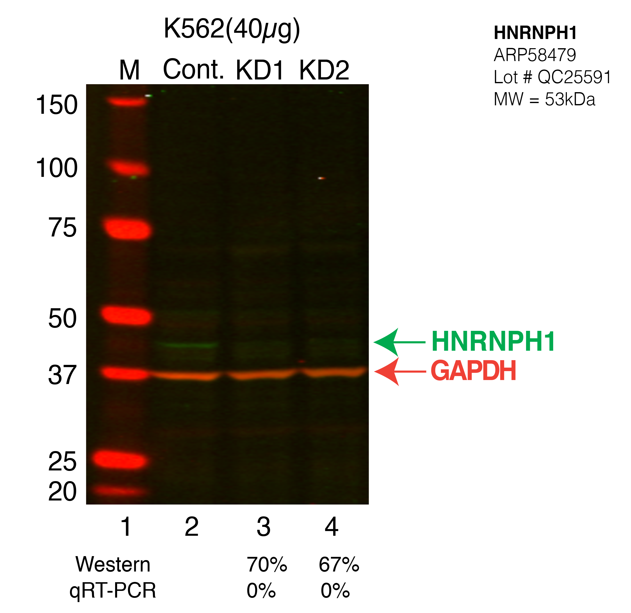 HNRNPH1-K562.png<br>Caption: Western blot following CRISPR against HNRNPH1 in K562 whole cell lysate using HNRNPH1 specific antibody. Lane 1 is a ladder, lane 2 is K562 non-targeting control knockdown, lane 3 and 4 are two different CRISPR against HNRNPH1. HNRNPH1 protein appears as the green arrow, GAPDH serves as a control and appears in red arrow.