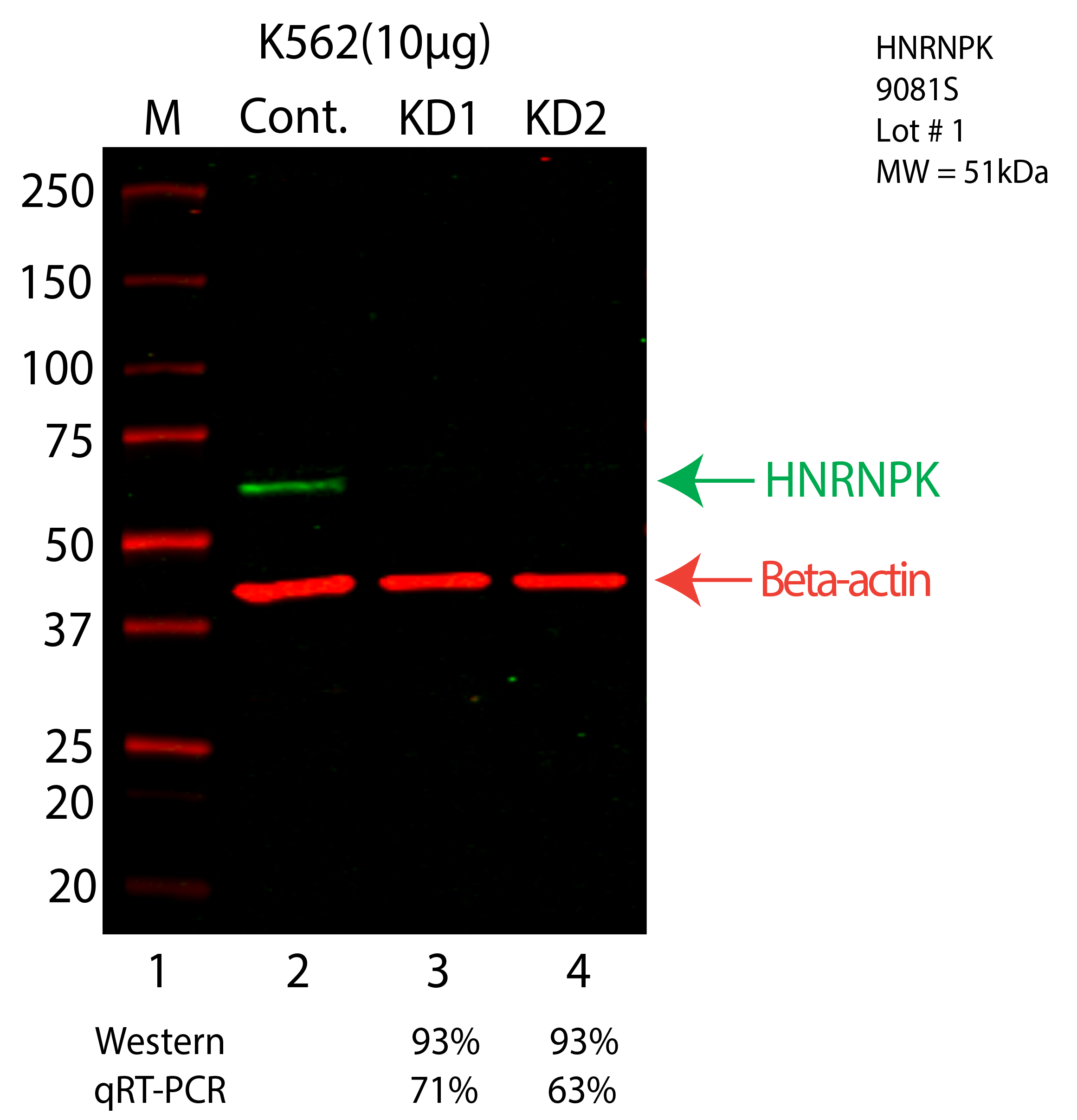 HNRNPK-K562-9081S.png<br>Caption: Western blot following shRNA against HNRNPK in K562 whole cell lysate using HNRNPK specific antibody. Lane 1 is a ladder, lane 2 is K562 non-targeting control knockdown, lane 3 and 4 are two different shRNA against HNRNPK. HNRNPK protein appears as the green arrow, Beta-actin serves as a control and appears in red arrow.