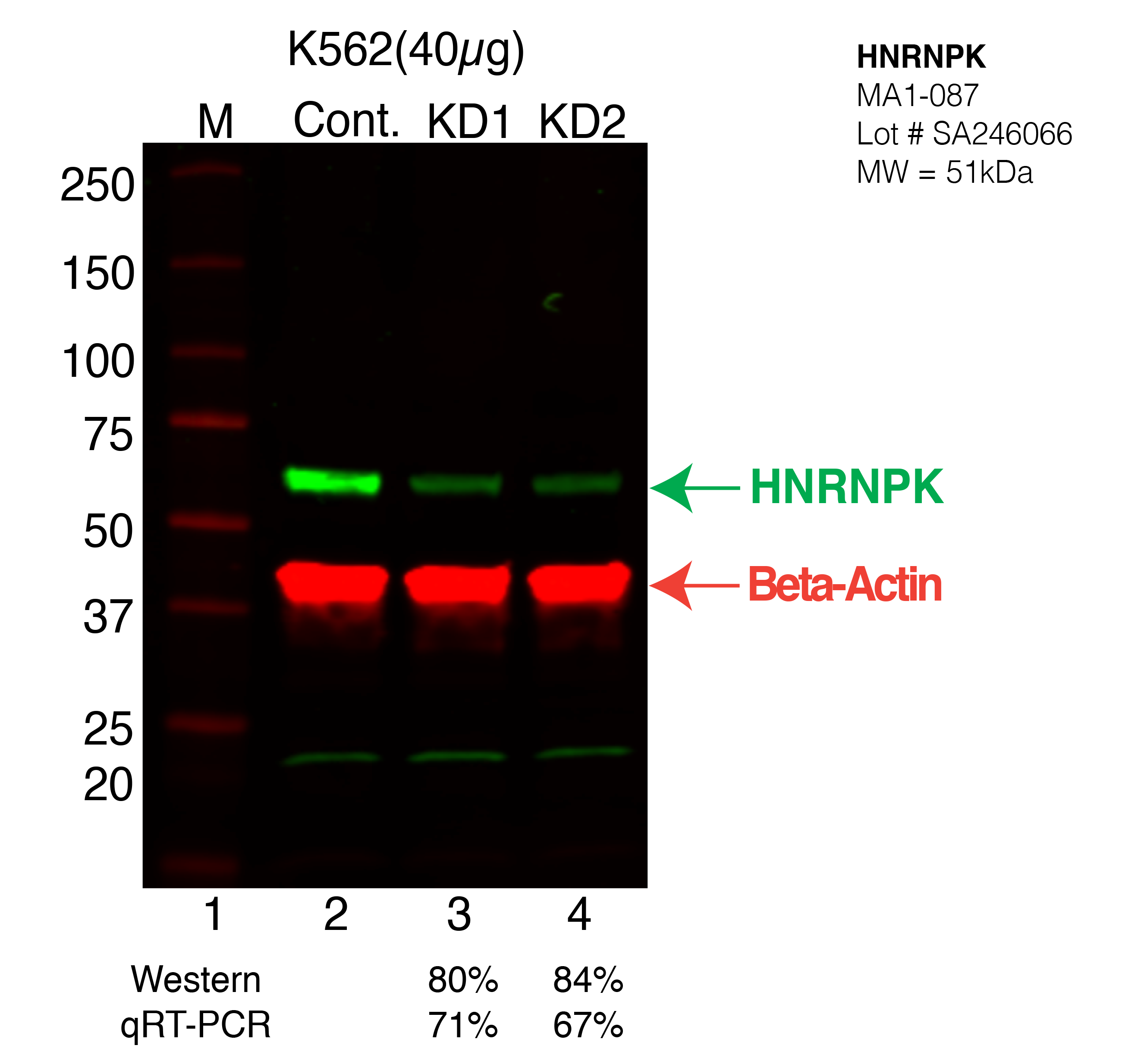 HNRNPK-K562.png<br>Caption: Western blot following shRNA against HNRNPK in K562 whole cell lysate using HNRNPK specific antibody. Lane 1 is a ladder, lane 2 is K562 non-targeting control knockdown, lane 3 and 4 are two different shRNA against HNRNPK. HNRNPK protein appears as the green arrow, Beta-actin serves as a control and appears in red arrow.