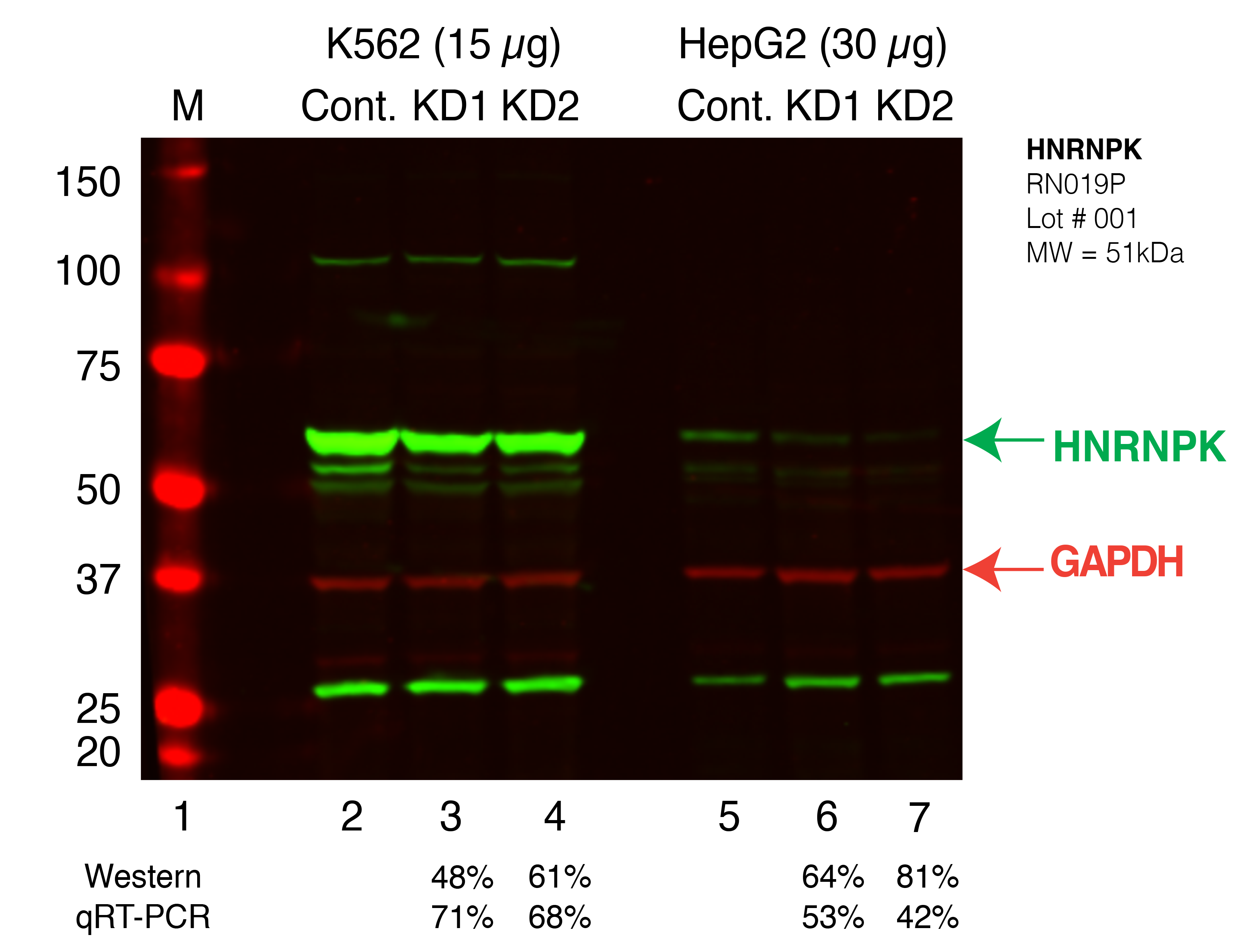 HNRNPK_Secondary_Western.png<br>Caption: Western blot following shRNA against HNRNPK in K562 and HepG2 whole cell lysate using HNRNPK specific antibody. Lane 1 is a ladder, lane 2 is K562 non-targeting control knockdown, lane 3 and 4 are two different shRNAs against HNRNPK. Lanes 5-7 follow the same pattern, but in HepG2. HNRNPK protein appears as the green band, GAPDH serves as a control and appears in red.