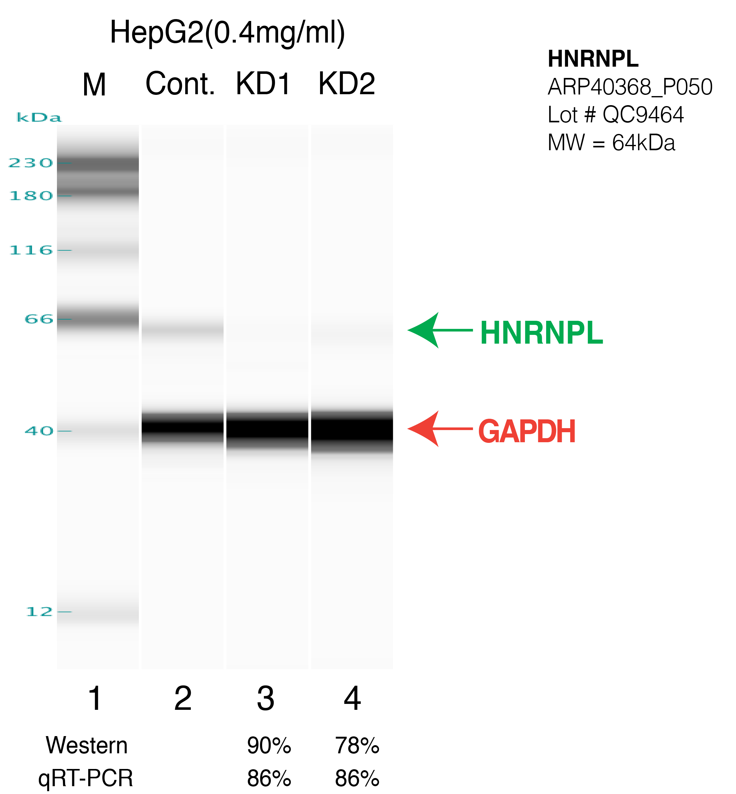 HNRNPL-HEPG2-fu%27s.png<br>Caption: Western blot following shRNA against HNRNPL in HepG2 whole cell lysate using HNRNPL specific antibody. Lane 1 is a ladder, lane 2 is HepG2 non-targeting control knockdown, lane 3 and 4 are two different shRNAs against HNRNPL.HNRNPL protein appears as the green arrow, GAPDH serves as a control and appears in red arrow.