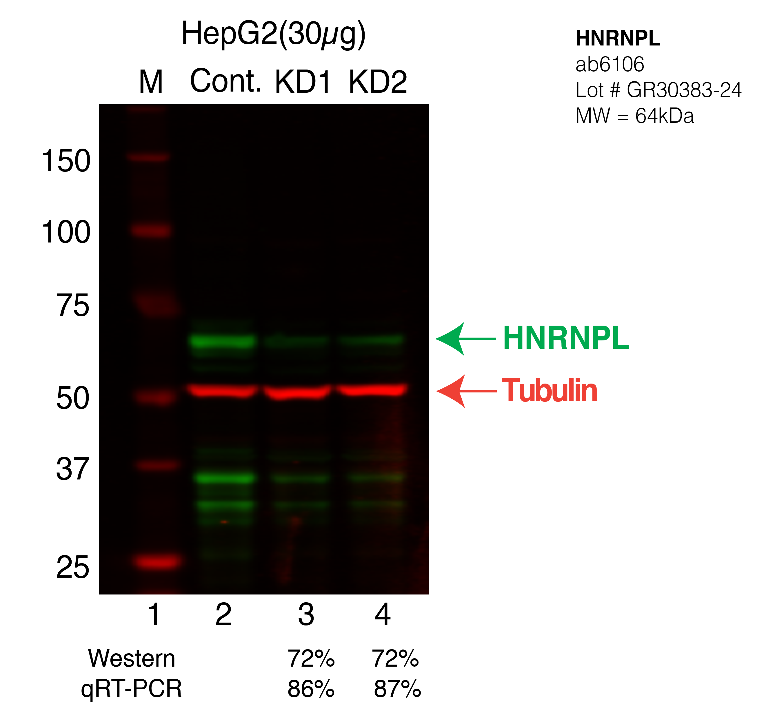 HNRNPL-HEPG2.png<br>Caption: Western blot following shRNA against HNRNPL in HepG2 whole cell lysate using HNRNPL specific antibody. Lane 1 is a ladder, lane 2 is HepG2 non-targeting control knockdown, lane 3 and 4 are two different shRNA against HNRNPL. HNRNPL protein appears as the green arrow, Tubulin serves as a control and appears in red arrow.