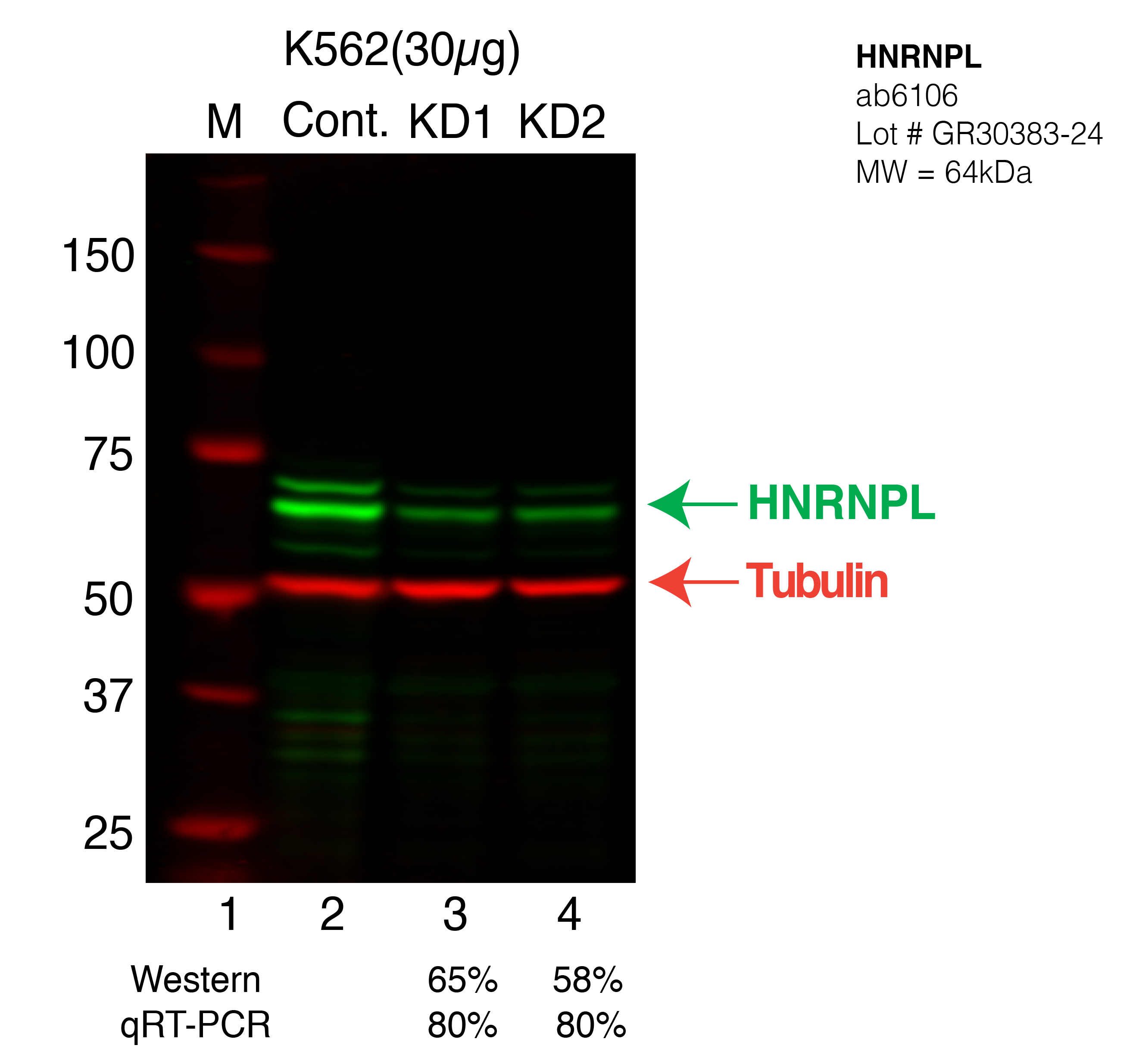 HNRNPL-K562.png<br>Caption: Western blot following shRNA against HNRNPL in K562 whole cell lysate using HNRNPL specific antibody. Lane 1 is a ladder, lane 2 is K562 non-targeting control knockdown, lane 3 and 4 are two different shRNA against HNRNPL. HNRNPL protein appears as the green arrow, Tubulin serves as a control and appears in red arrow.