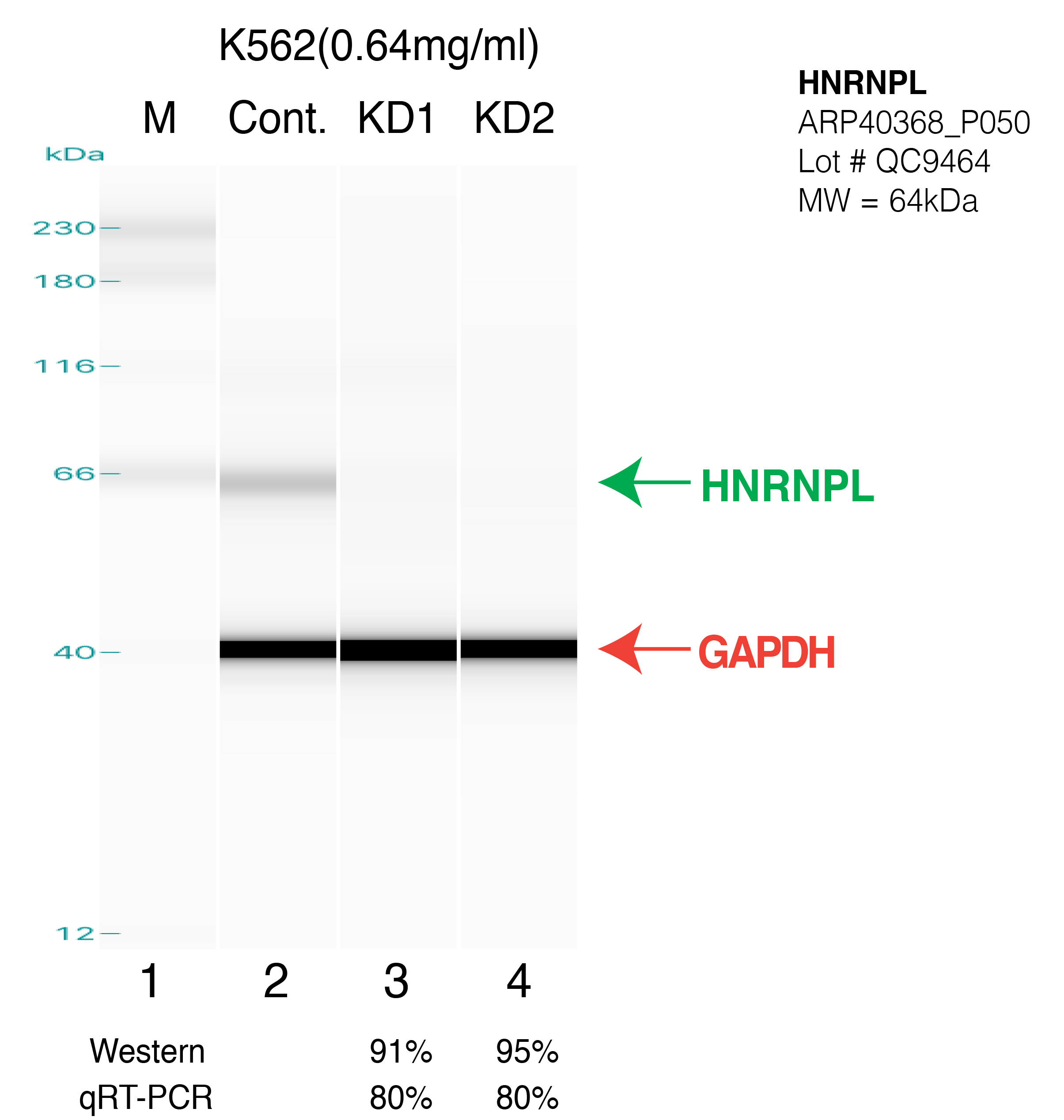 HNRNPL-k562-FU%27S.png<br>Caption: Western blot following shRNA against HNRNPL in k562 whole cell lysate using HNRNPL specific antibody. Lane 1 is a ladder, lane 2 is k562 non-targeting control knockdown, lane 3 and 4 are two different shRNAs against HNRNPL. HNRNPL protein appears as the green arrow, GAPDH serves as a control and appears in red arrow.