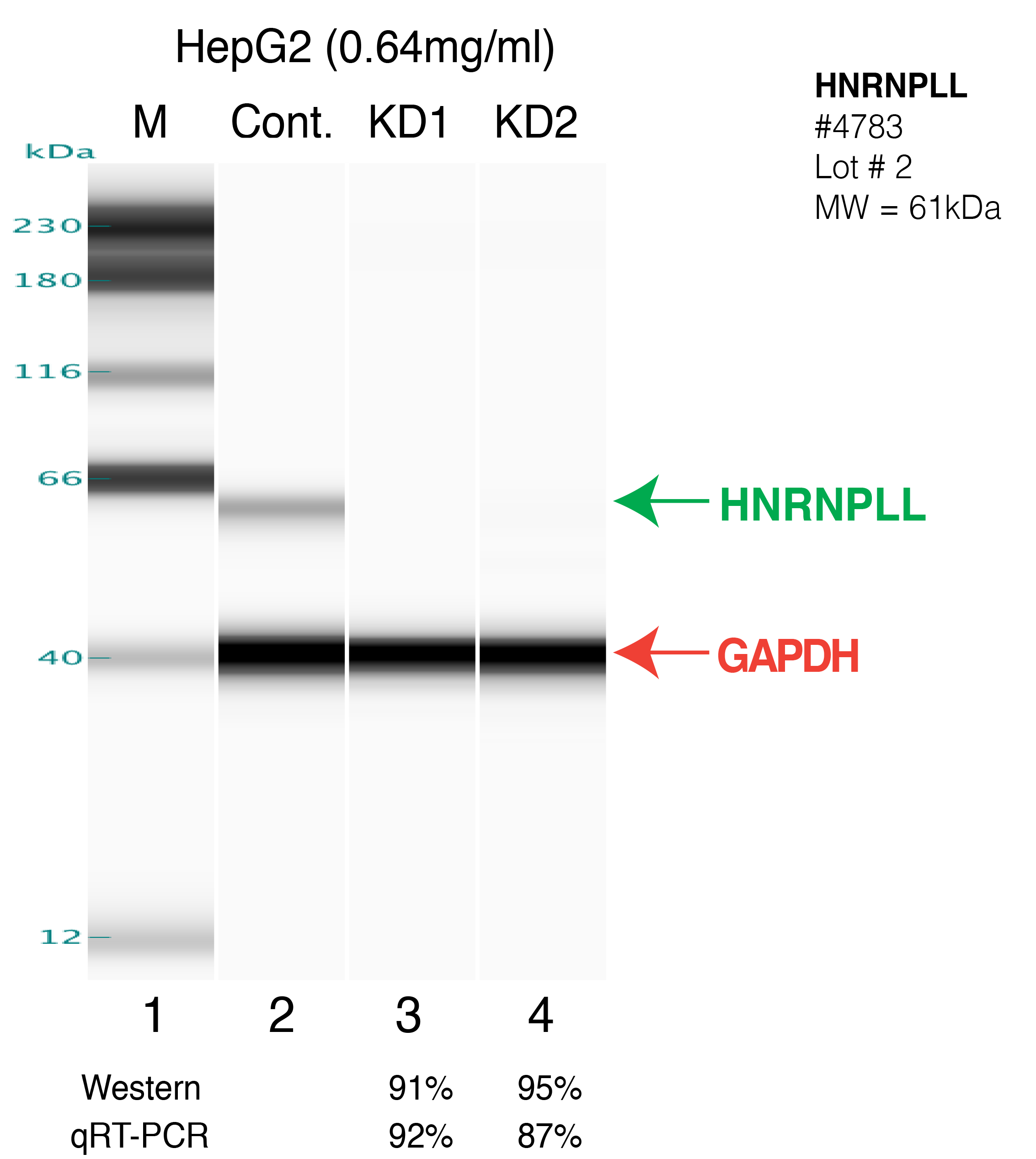 HNRNPLL-HEPG2-FU%27S.png<br>Caption: Western blot following shRNA against HNRNPLL in HepG2 whole cell lysate using HNRNPLL specific antibody. Lane 1 is a ladder, lane 2 is HepG2 non-targeting control knockdown, lane 3 and 4 are two different shRNAs against HNRNPLL.HNRNPLL protein appears as the green arrow, GAPDH serves as a control and appears in red arrow.