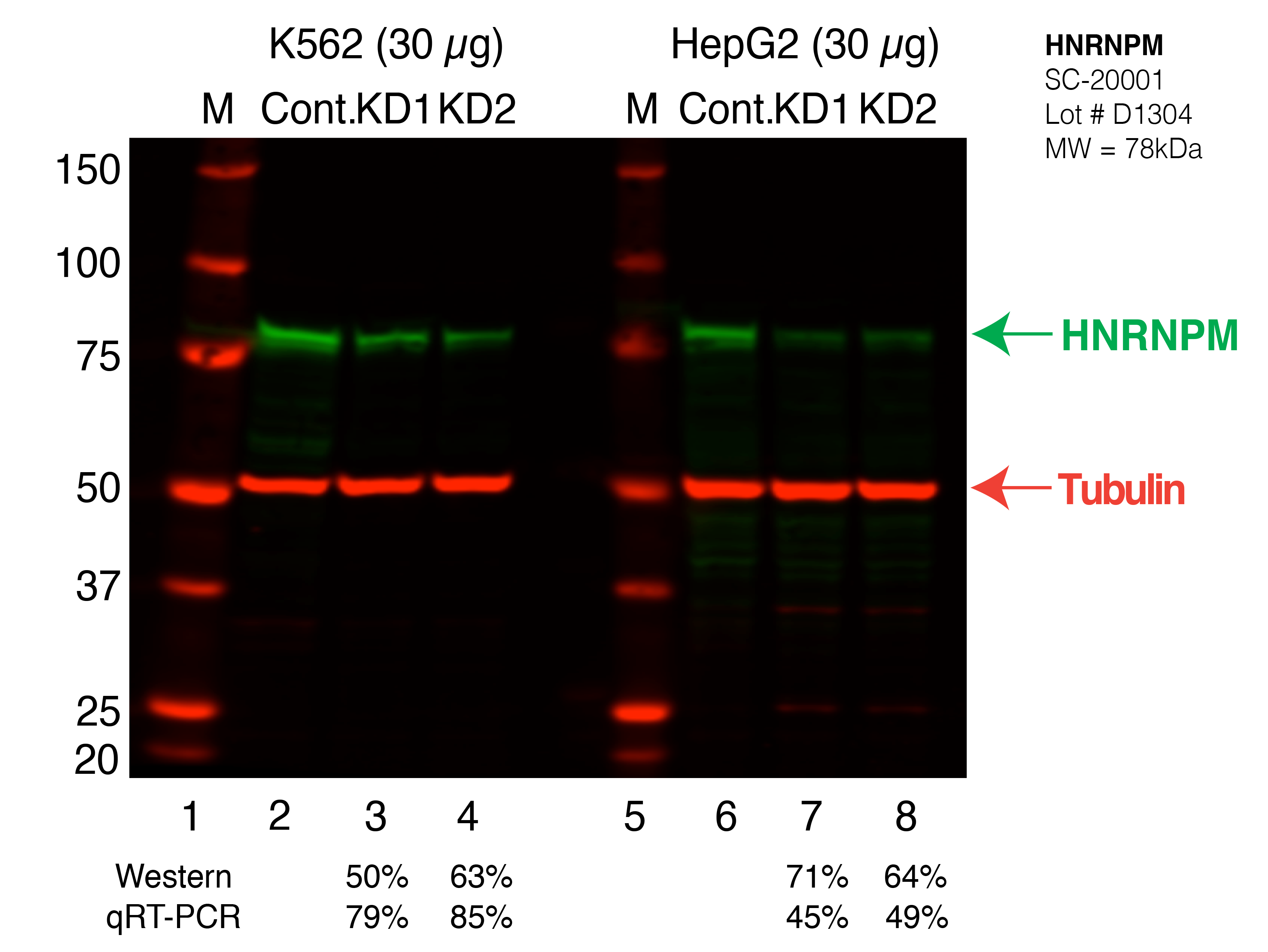 HNRNPM_Secondary_Western.png<br>Caption: Western blot following shRNA against HNRNPM in K562 and HepG2 whole cell lysate using HNRNPM specific antibody. Lane 1 is a ladder, lane 2 is K562 non-targeting control knockdown, lane 3 and 4 are two different shRNAs against HNRNPM. Lanes 5-8 follow the same pattern, but in HepG2. HNRNPM protein appears as the green band, Tubulin serves as a control and appears in red.