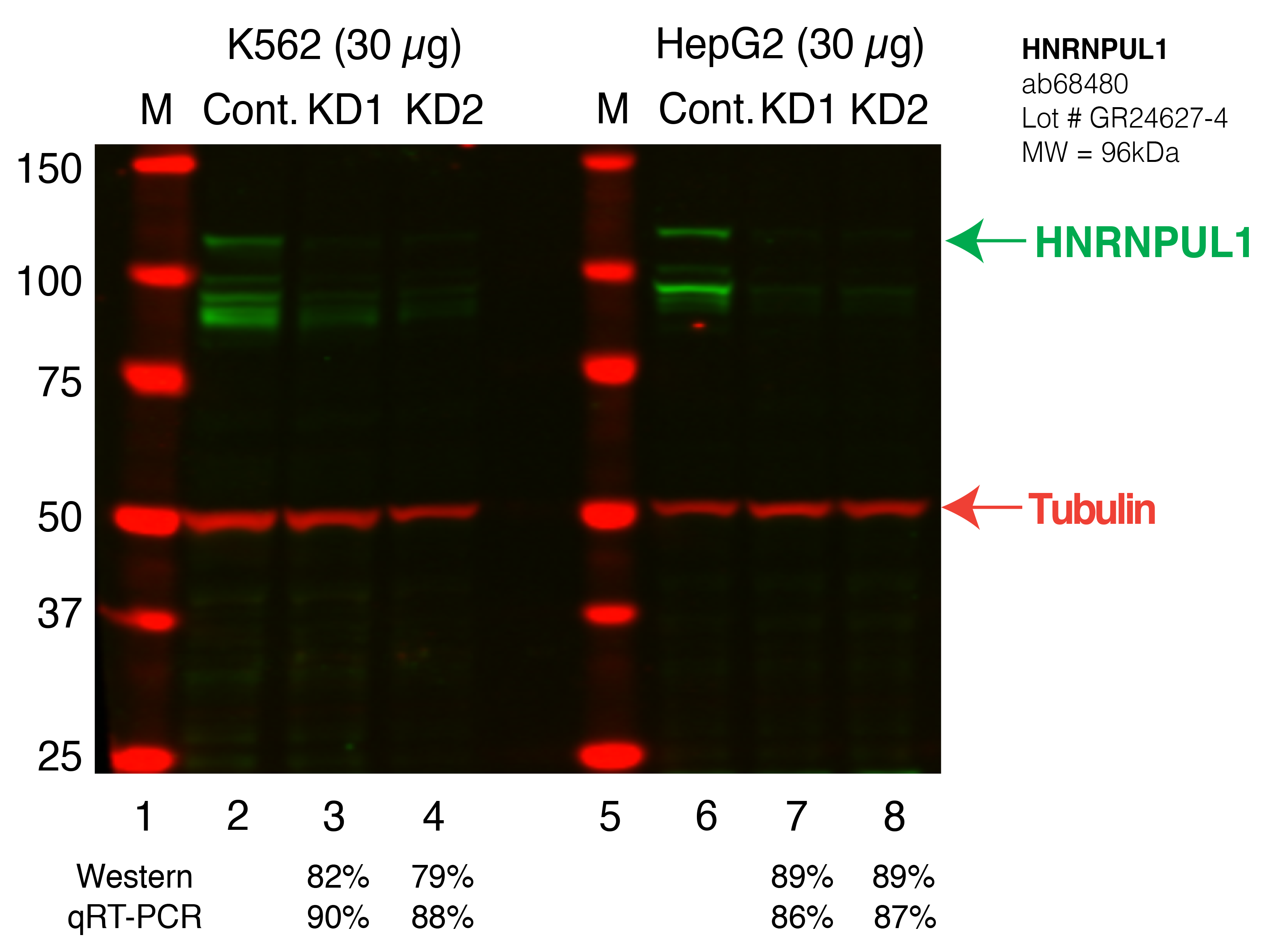 HNRNPUL1-FU%27S_Secondary_Western.png<br>Caption: Western blot following shRNA against HNRNPUL1 in K562 and HepG2 whole cell lysate using HNRNPUL1 specific antibody. Lane 1 is a ladder, lane 2 is K562 non-targeting control knockdown, lane 3 and 4 are two different shRNAs against HNRNPUL1. Lanes 5-8 follow the same pattern, but in HepG2. HNRNPUL1 protein appears as the green band, Tubulin serves as a control and appears in red.