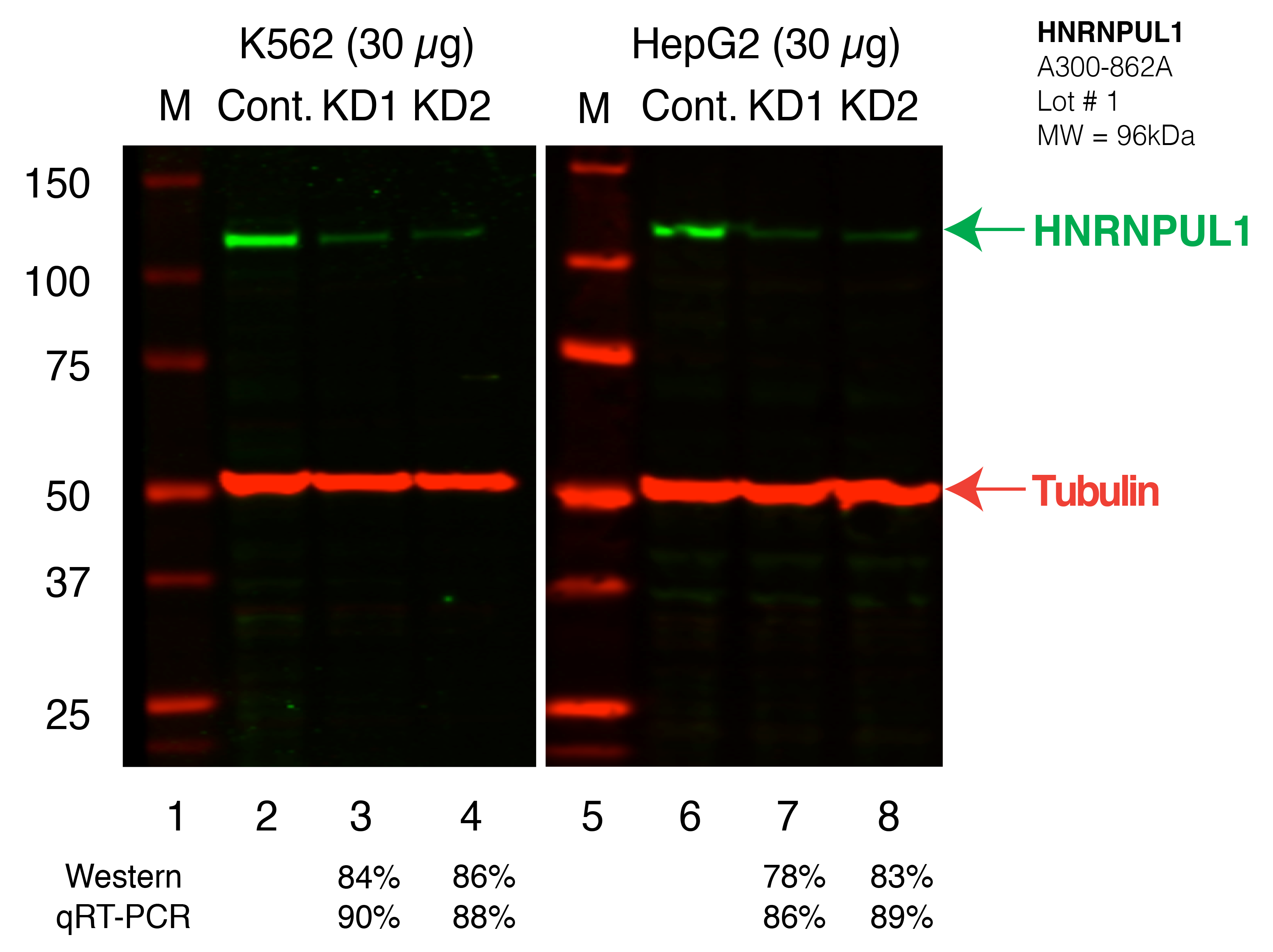 HNRNPUL1_Secondary_Western.png<br>Caption: Western blot following shRNA against HNRNPUL1 in K562 and HepG2 whole cell lysate using HNRNPUL1 specific antibody. Lane 1 is a ladder, lane 2 is K562 non-targeting control knockdown, lane 3 and 4 are two different shRNAs against HNRNPUL1. Lanes 5-8 follow the same pattern, but in HepG2. HNRNPUL1 protein appears as the green band, Tubulin serves as a control and appears in red.