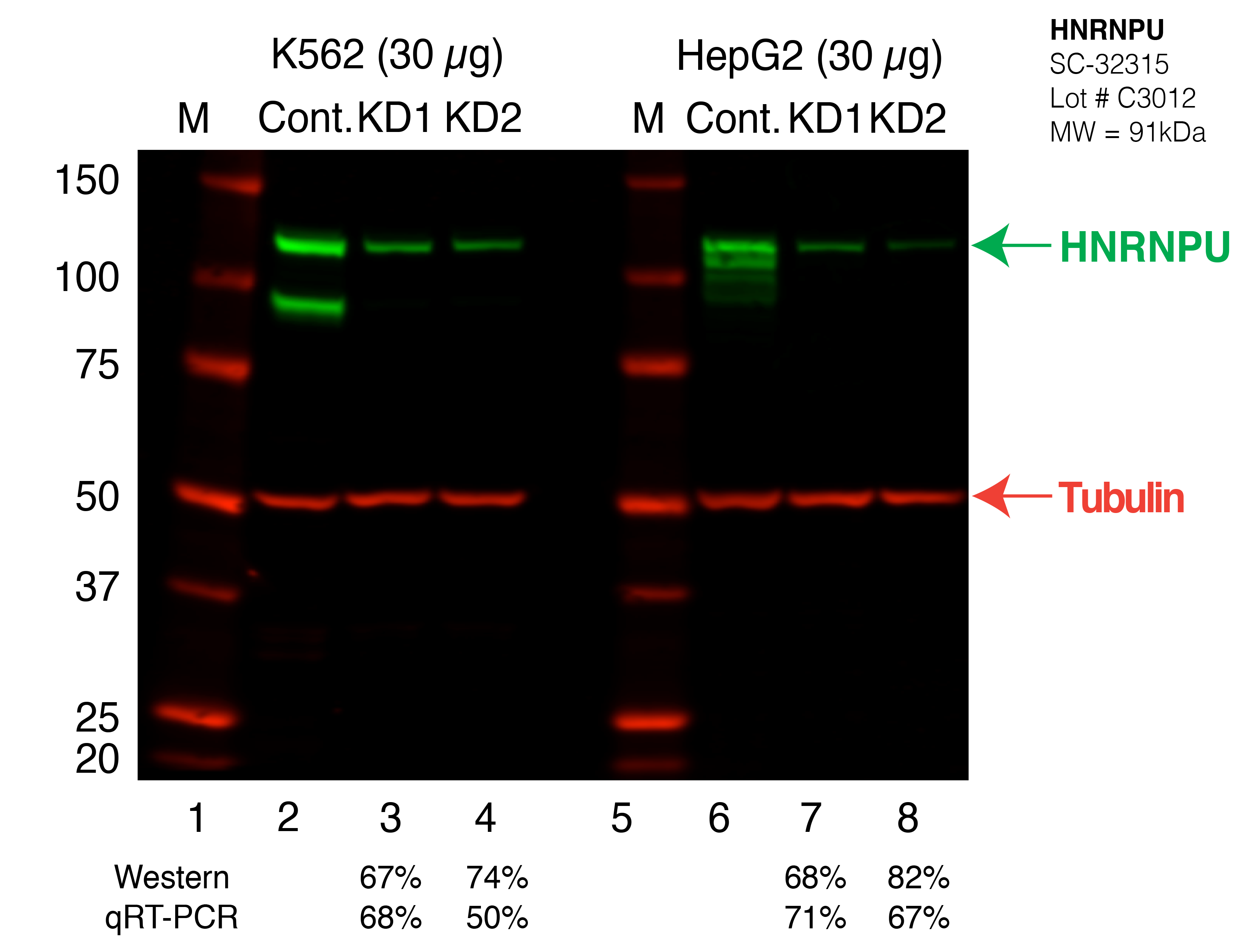 HNRNPU_Secondary_Western.png<br>Caption: Western blot following shRNA against HNRNPU in K562 and HepG2 whole cell lysate using HNRNPU specific antibody. Lane 1 is a ladder, lane 2 is K562 non-targeting control knockdown, lane 3 and 4 are two different shRNAs against HNRNPU. Lanes 5-8 follow the same pattern, but in HepG2. HNRNPU protein appears as the green band, Tubulin serves as a control and appears in red.