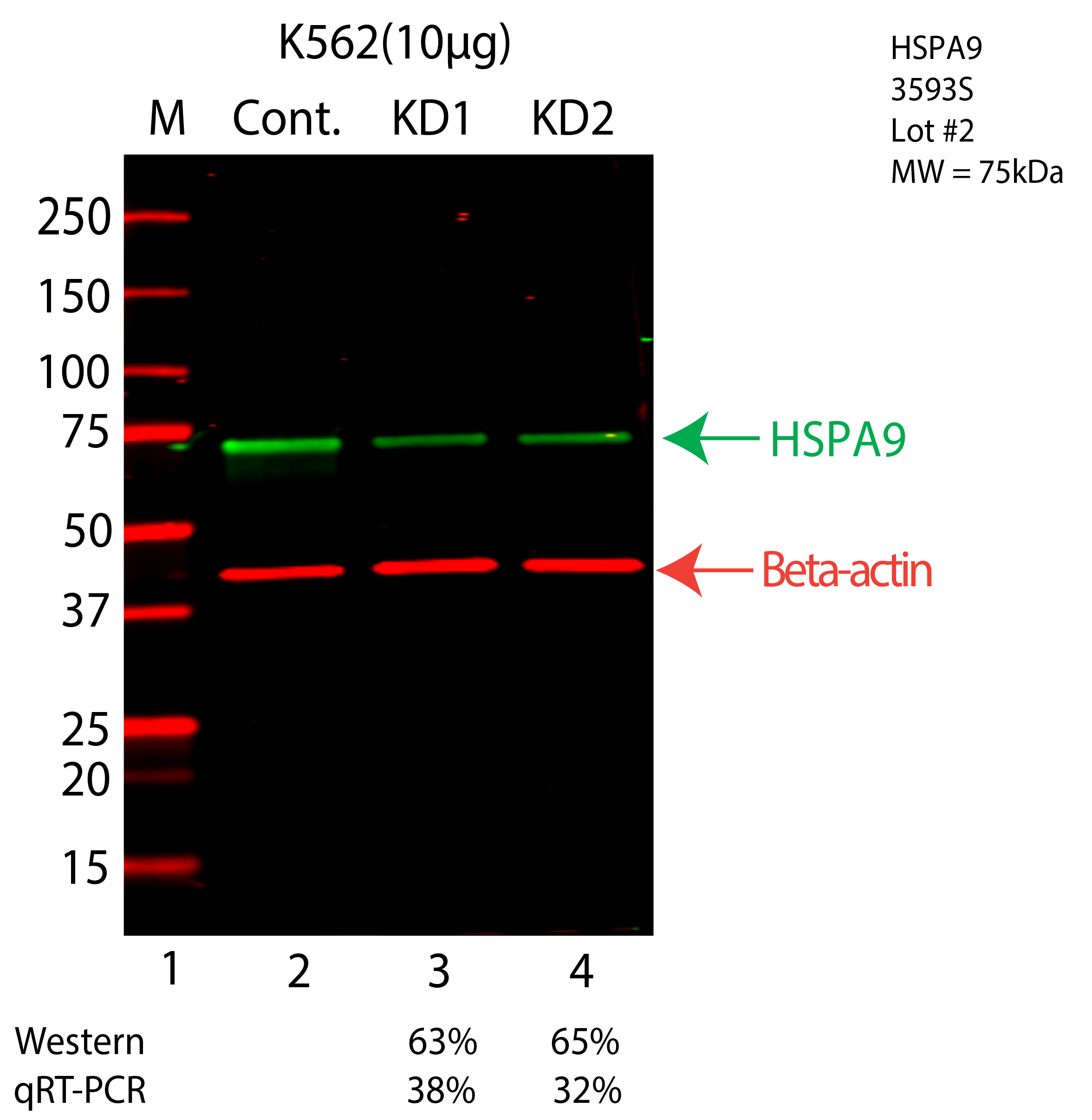 HSPA9-K562-CRISPR-3593S.png<br>Caption: Western blot following CRISPR against HSPA9 in K562 whole cell lysate using HSPA9 specific antibody. Lane 1 is a ladder, lane 2 is K562 non-targeting control knockdown, lane 3 and 4 are two different CRISPR against HSPA9. HSPA9 protein appears as the green arrow, Beta-actin serves as a control and appears in red arrow.