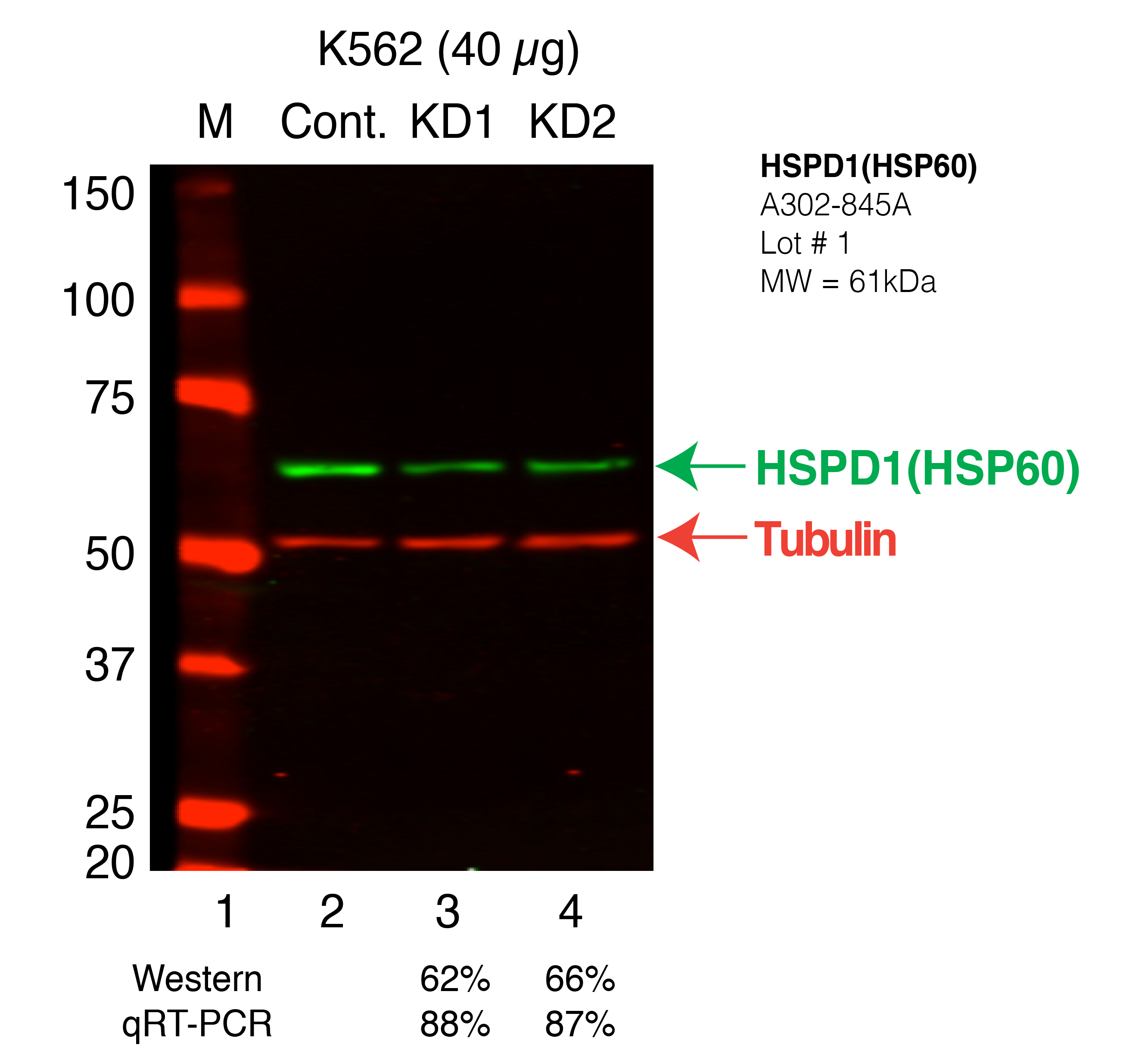 HSPD1-K562_Secondary_Western.png<br>Caption: Western blot following shRNA against HSPD1 in K562 whole cell lysate using HSPD1 specific antibody. Lane 1 is a ladder, lane 2 is K562 non-targeting control knockdown, lane 3 and 4 are two different shRNAs against HSPD1.HSPD1 protein appears as the green band, Tubulin serves as a control and appears in red.