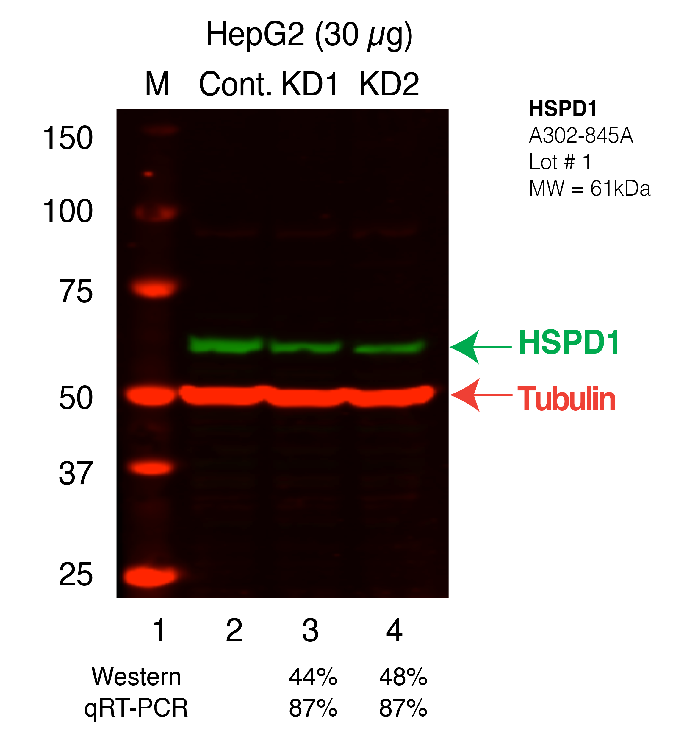 HSPD1_Secondary_Western.png<br>Caption: Western blot following shRNA against HSPD1 in HepG2 whole cell lysate using HSPD1 specific antibody. Lane 1 is a ladder, lane 2 is HepG2 non-targeting control knockdown, lane 3 and 4 are two different shRNAs against HSPD1. HSPD1 protein appears as the green band, Tubulin serves as a control and appears in red.