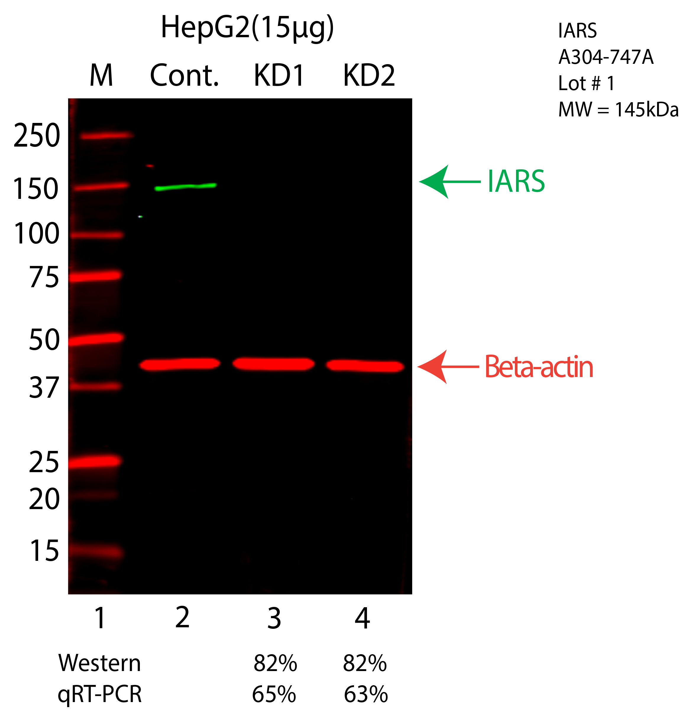 IARS-HEPG2-CRISPR-A304-747A.png<br>Caption: Western blot following CRISPR against IARS in HepG2 whole cell lysate using IARS specific antibody. Lane 1 is a ladder, lane 2 is HepG2 non-targeting control knockdown, lane 3 and 4 are two different CRISPR against IARS. IARS protein appears as the green arrow, Beta-actin serves as a control and appears in red arrow.