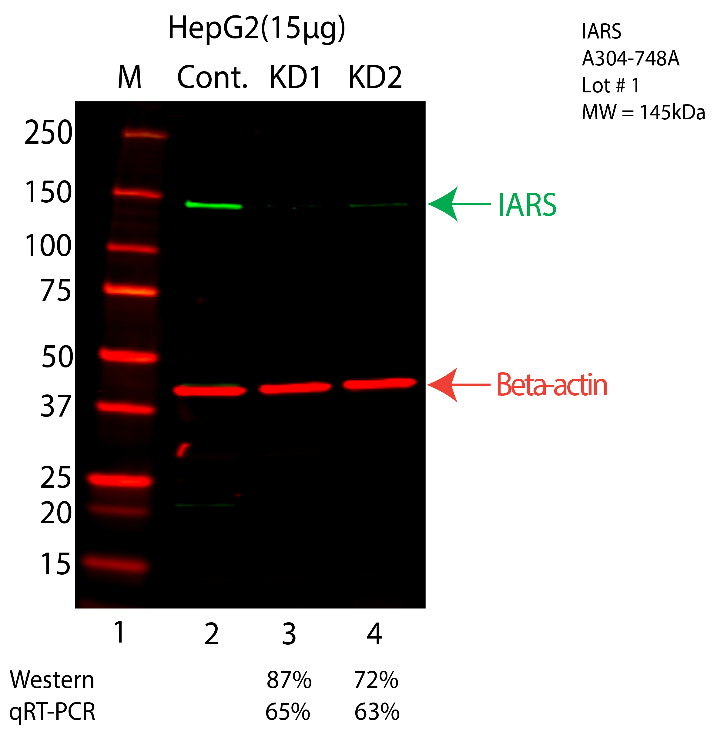 IARS-HEPG2-CRISPR-A304-748A.png<br>Caption: Western blot following CRISPR against IARS in HepG2 whole cell lysate using IARS specific antibody. Lane 1 is a ladder, lane 2 is HepG2 non-targeting control knockdown, lane 3 and 4 are two different CRISPR against IARS. IARS protein appears as the green arrow, Beta-actin serves as a control and appears in red arrow.