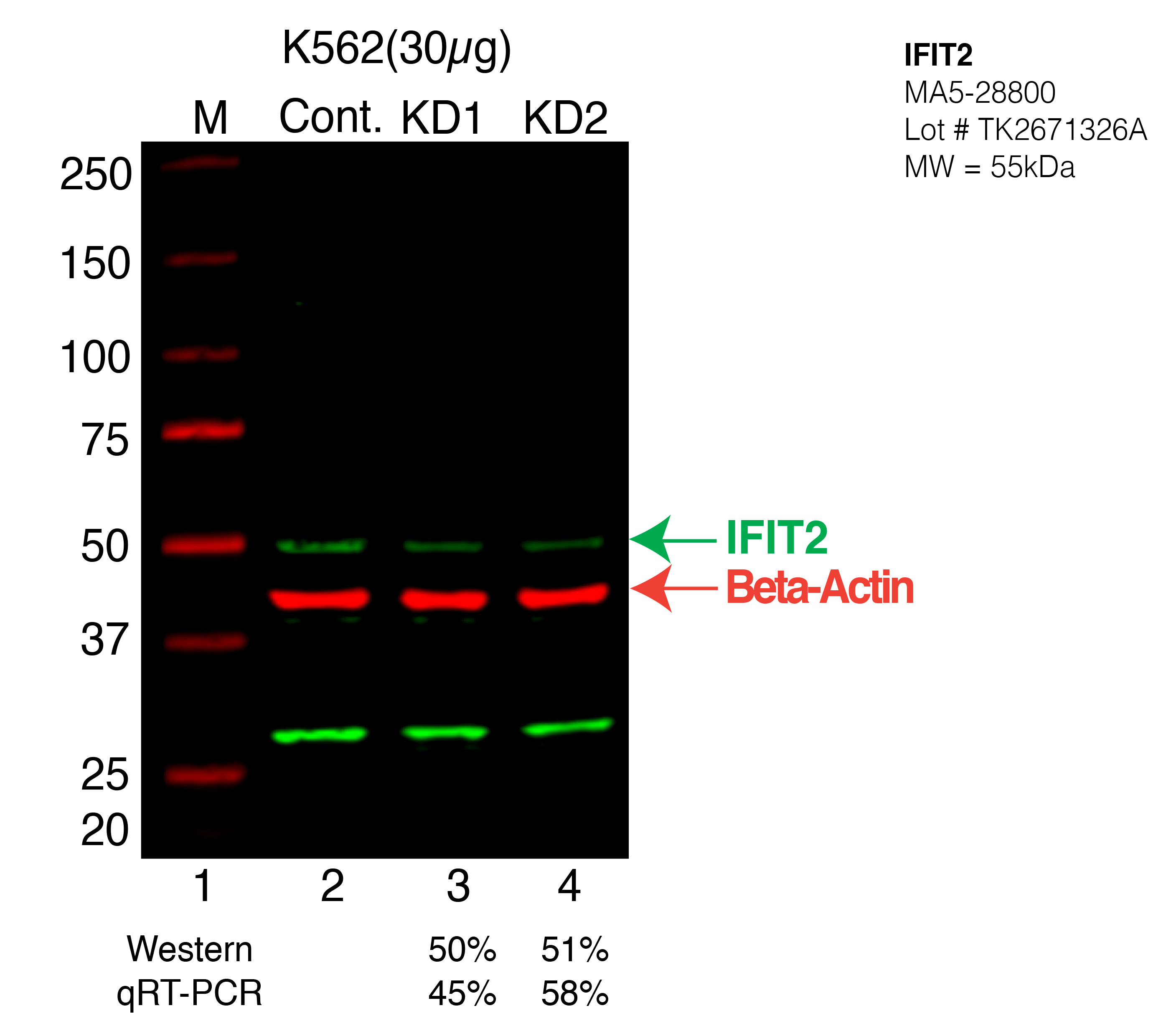 IFIT2-K562-CRISPR-MA5-28800.png<br>Caption: Western blot following CRISPR against IFIT2 in K562 whole cell lysate using IFIT2 specific antibody. Lane 1 is a ladder, lane 2 is K562 non-targeting control knockdown, lane 3 and 4 are two different CRISPR against IFIT2. IFIT2 protein appears as the green arrow, Beta-actin serves as a control and appears in red arrow.