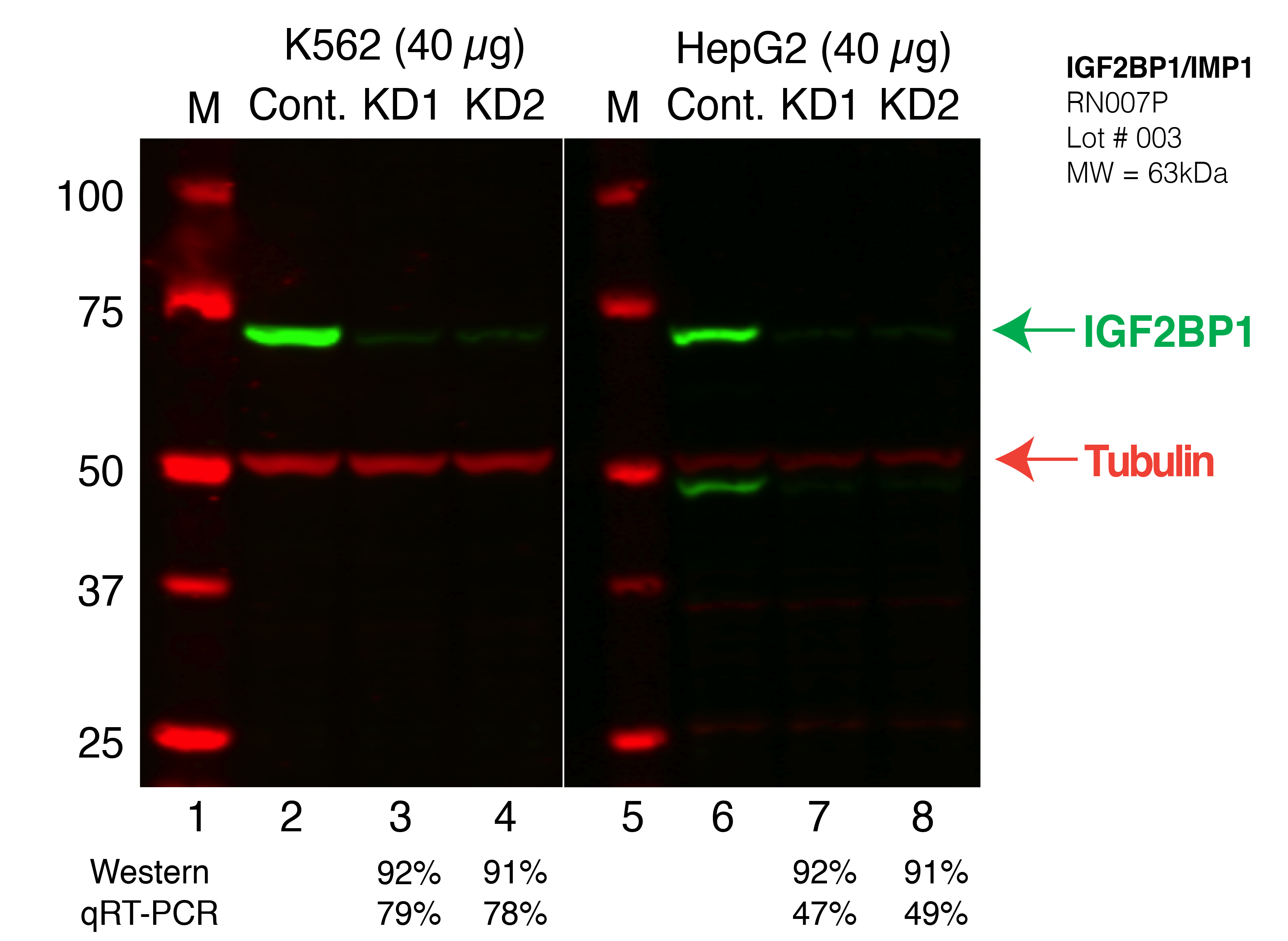 IGF2BP1_CRISPR.png<br>Caption: Western blot following CRISPR against IGF2BP1 in K562 and HepG2 whole cell lysate using IGF2BP1 specific antibody. Lane 1 is a ladder, lane 2 is K562 non-targeting control knockdown, lane 3 and 4 are two different CRISPR against IGF2BP1. 5-8 follow the same pattern, but in HepG2. IGF2BP1 protein appears as the green band, Tubulin serves as a control and appears in red.