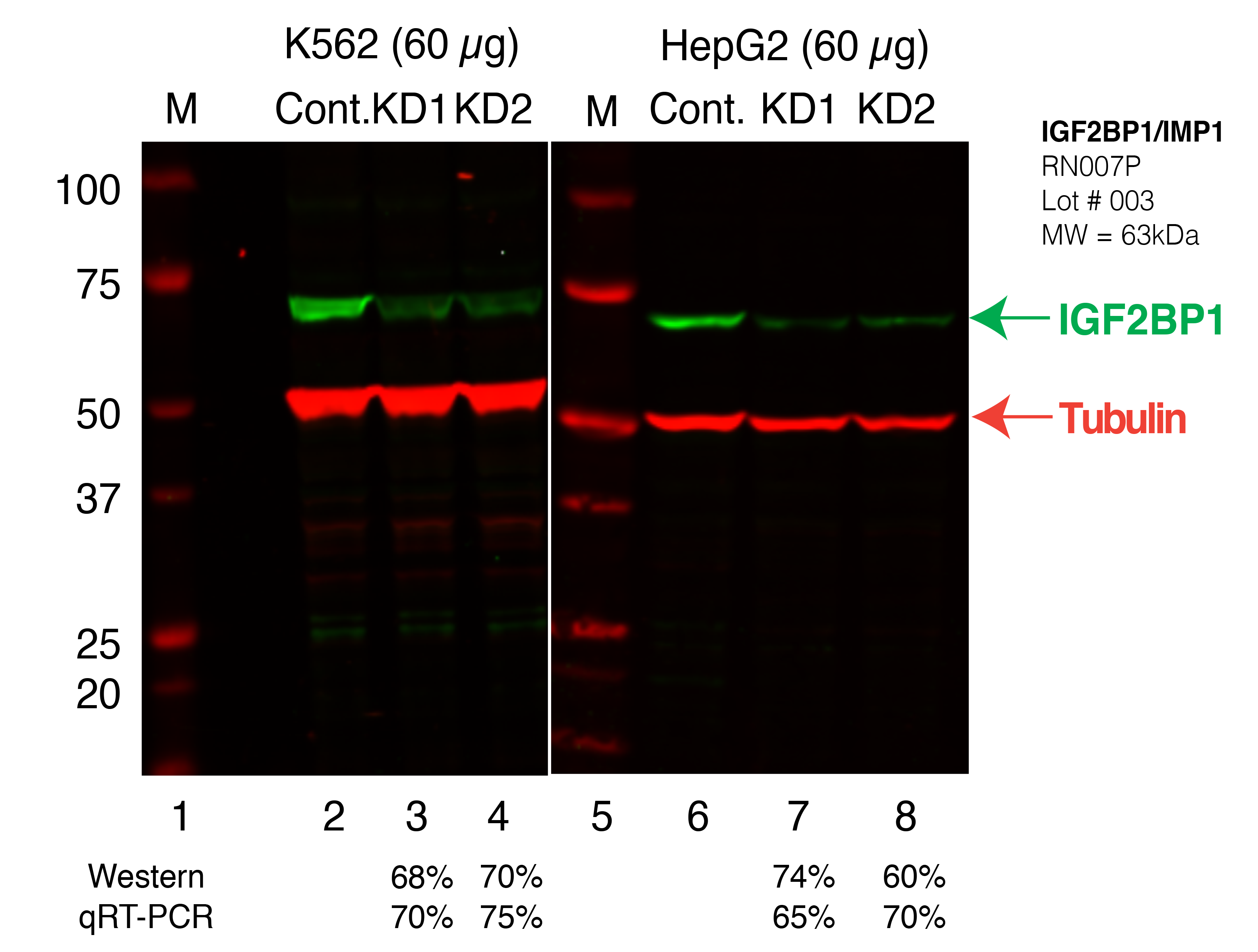 IGF2BP1_Secondary_Western.png<br>Caption: Western blot following shRNA against IGF2BP1 in K562 and HepG2 whole cell lysate using IGF2BP1 specific antibody. Lane 1 is a ladder, lane 2 is K562 non-targeting control knockdown, lane 3 and 4 are two different shRNAs against IGF2BP1. Lanes 5-8 follow the same pattern, but in HepG2. IGF2BP1 protein appears as the green band, Tubulin serves as a control and appears in red.