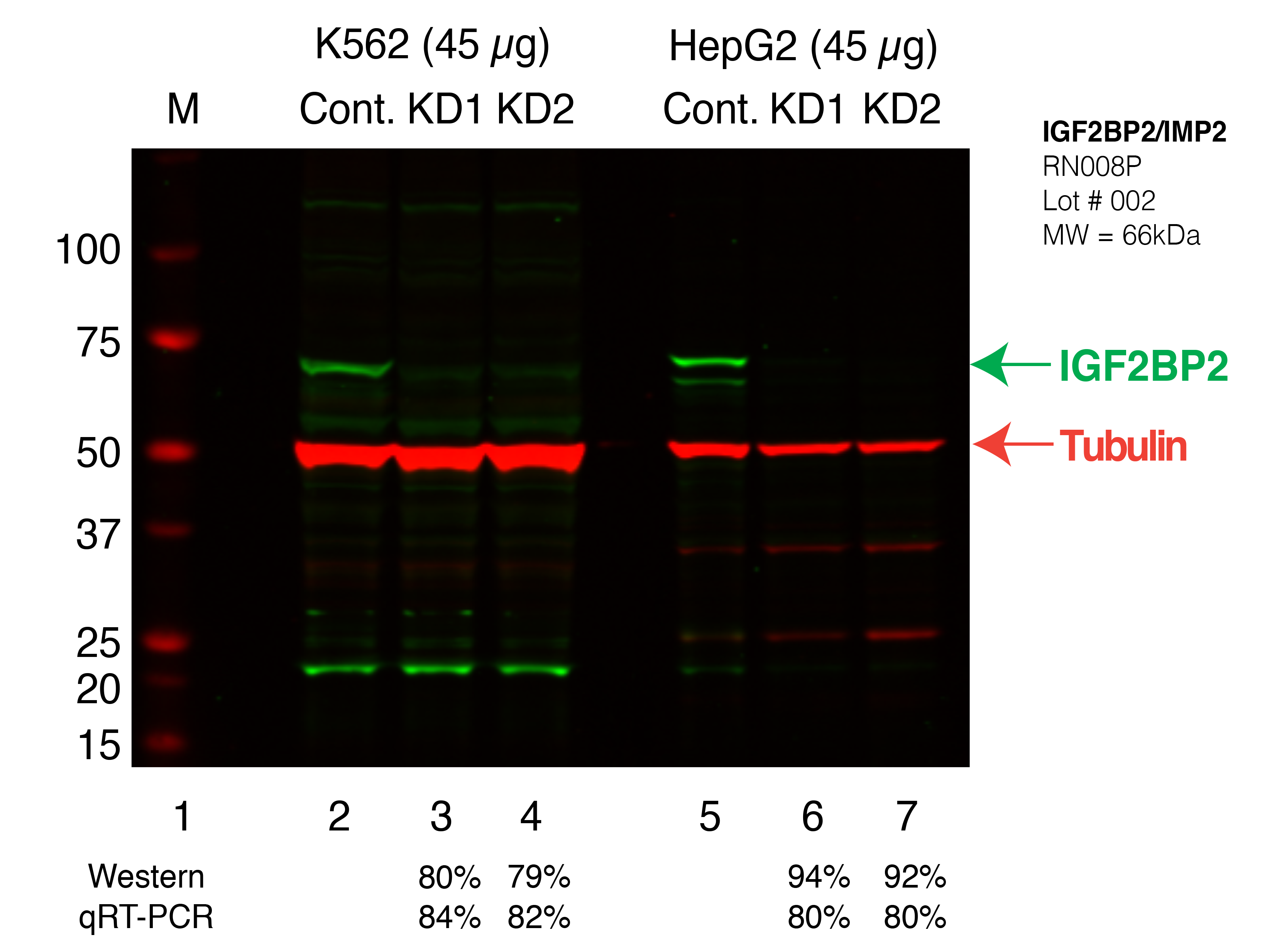 IGF2BP2_Secondary_Western.png<br>Caption: Western blot following shRNA against IGF2BP2 in K562 and HepG2 whole cell lysate using IGF2BP2 specific antibody. Lane 1 is a ladder, lane 2 is K562 non-targeting control knockdown, lane 3 and 4 are two different shRNAs against IGF2BP2. Lanes 5-7 follow the same pattern, but in HepG2. IGF2BP2 protein appears as the green band, Tubulin serves as a control and appears in red.