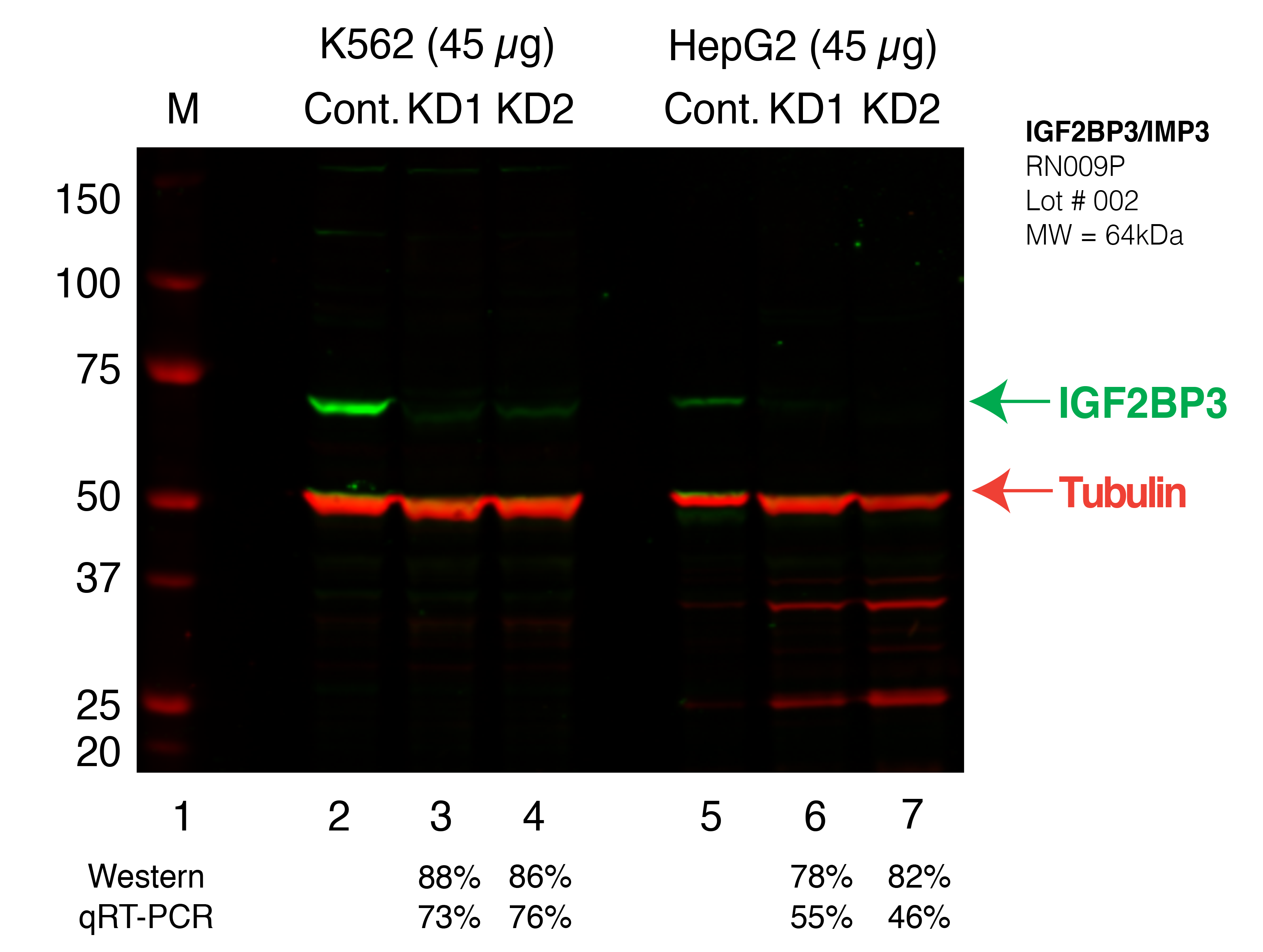 IGF2BP3_Secondary_Western.png<br>Caption: Western blot following shRNA against IGF2BP3 in K562 and HepG2 whole cell lysate using IGF2BP3 specific antibody. Lane 1 is a ladder, lane 2 is K562 non-targeting control knockdown, lane 3 and 4 are two different shRNAs against IGF2BP3. Lanes follow the same pattern, but in HepG2. IGF2BP3 protein appears as the green band, Tubulin serves as a control and appears in red.