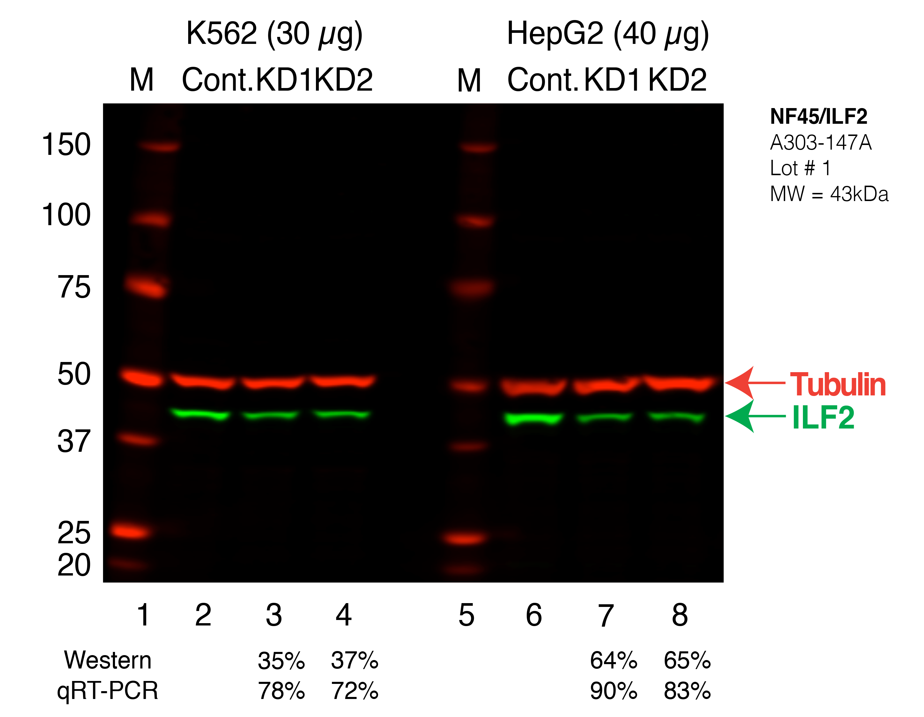 ILF2_Secondary_Western.png<br>Caption: Western blot following shRNA against ILF2 in K562 and HepG2 whole cell lysate using ILF2 specific antibody. Lane 1 is a ladder, lane 2 is K562 non-targeting control knockdown, lane 3 and 4 are two different shRNAs against ILF2. Lanes 5-8 follow the same pattern, but in HepG2. ILF2 protein appears as the green band, Tubulin serves as a control and appears in red.