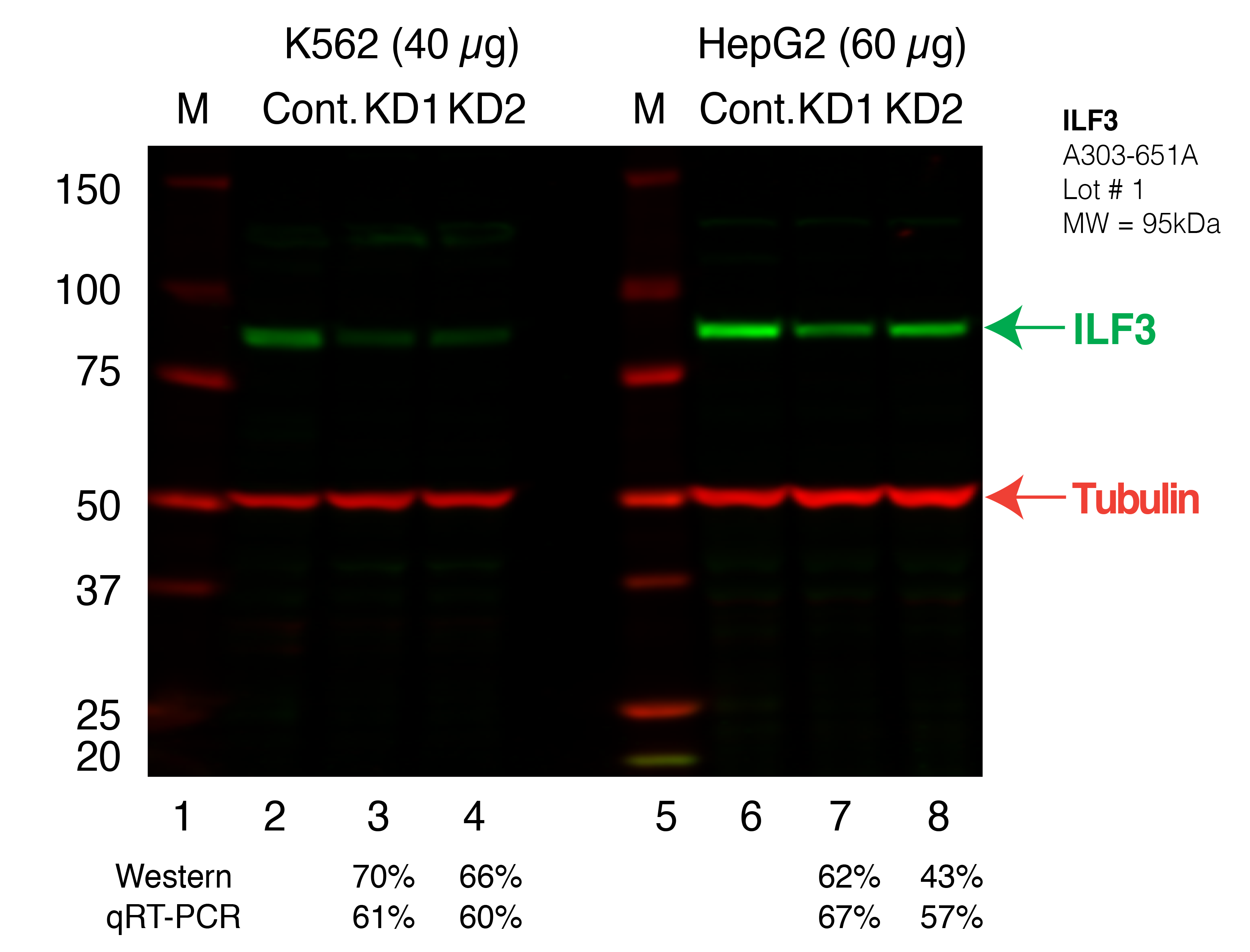 ILF3_Secondary_Western.png<br>Caption: Western blot following shRNA against ILF3 in K562 and HepG2 whole cell lysate using ILF3 specific antibody. Lane 1 is a ladder, lane 2 is K562 non-targeting control knockdown, lane 3 and 4 are two different shRNAs against ILF3. Lanes 5-8 follow the same pattern, but in HepG2. ILF3 protein appears as the green band, Tubulin serves as a control and appears in red.