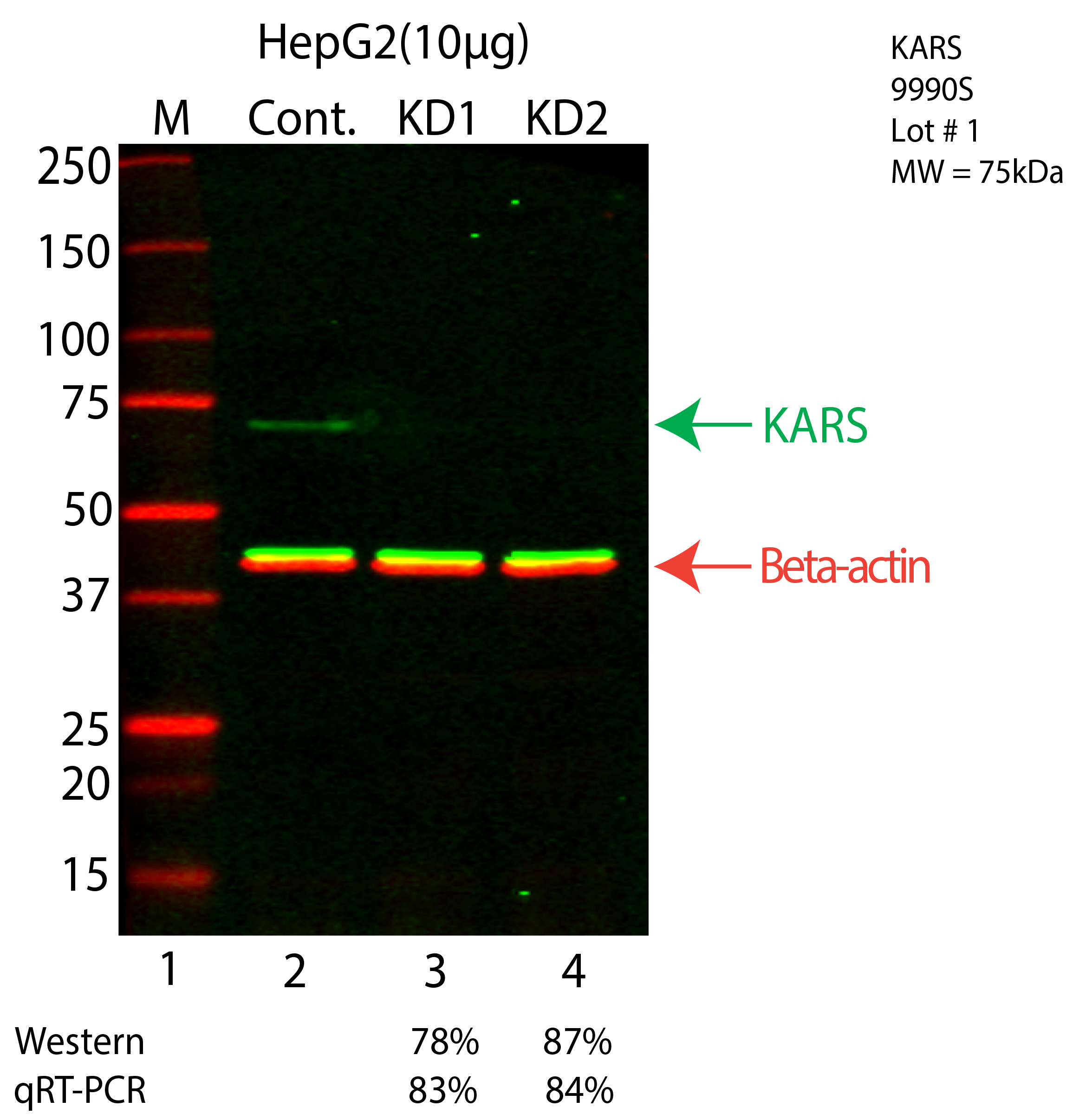 KARS-HEPG2-CRISPR-9990S.png<br>Caption: Western blot following CRISPR against KARS in HepG2 whole cell lysate using KARS specific antibody. Lane 1 is a ladder, lane 2 is HepG2 non-targeting control knockdown, lane 3 and 4 are two different CRISPR against KARS. KARS protein appears as the green arrow, Beta-actin serves as a control and appears in red arrow.