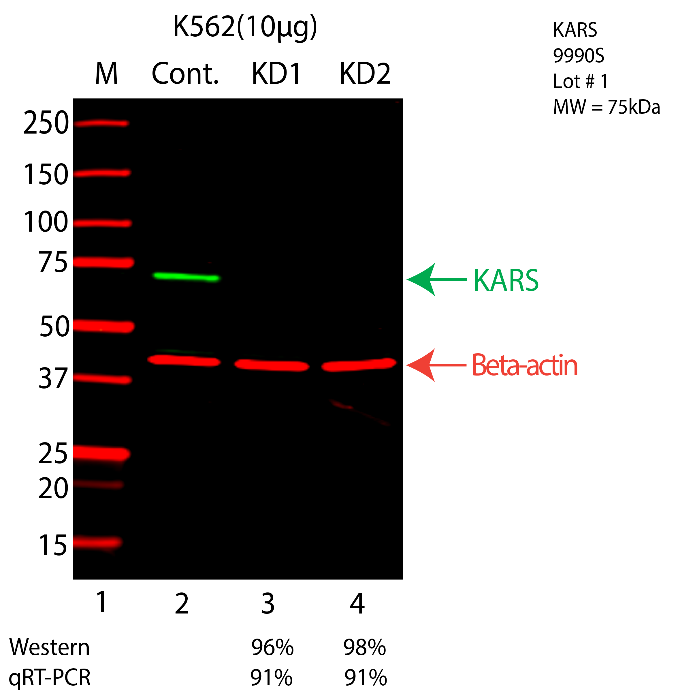 KARS-K562-CRISPR-9990S.png<br>Caption: Western blot following CRISPR against KARS in K562 whole cell lysate using KARS specific antibody. Lane 1 is a ladder, lane 2 is K562 non-targeting control knockdown, lane 3 and 4 are two different CRISPR against KARS. KARS protein appears as the green arrow, Beta-actin serves as a control and appears in red arrow.