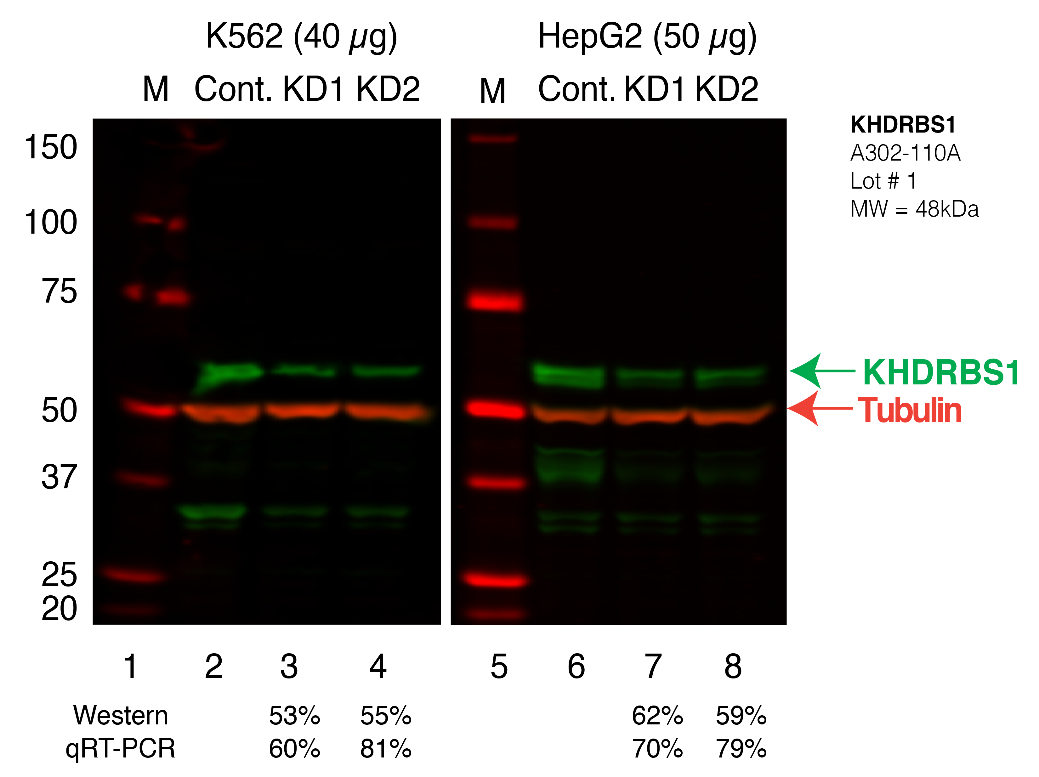 KHDRBS1_Secondary_Western.png<br>Caption: Western blot following shRNA against KHDRBS1 in K562 and HepG2 whole cell lysate using KHDRBS1 specific antibody. Lane 1 is a ladder, lane 2 is K562 non-targeting control knockdown, lane 3 and 4 are two different shRNAs against KHDRBS1. Lanes 5-8 follow the same pattern, but in HepG2. KHDRBS1 protein appears as the green band, Tubulin serves as a control and appears in red.