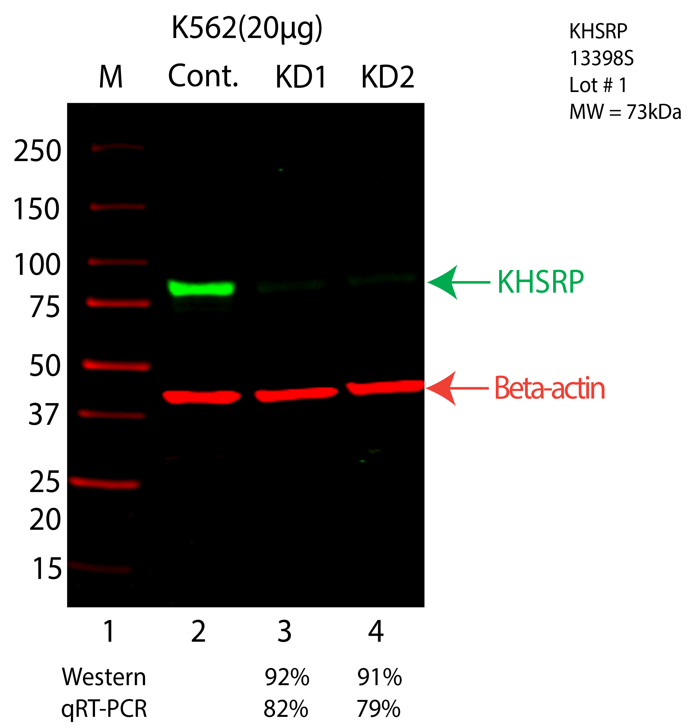 KHSRP-K562-13398S.png<br>Caption: Western blot following shRNA against KHSRP in K562 whole cell lysate using KHSRP specific antibody. Lane 1 is a ladder, lane 2 is K562 non-targeting control knockdown, lane 3 and 4 are two different shRNA against KHSRP. KHSRP protein appears as the green arrow, Beta-actin serves as a control and appears in red arrow.