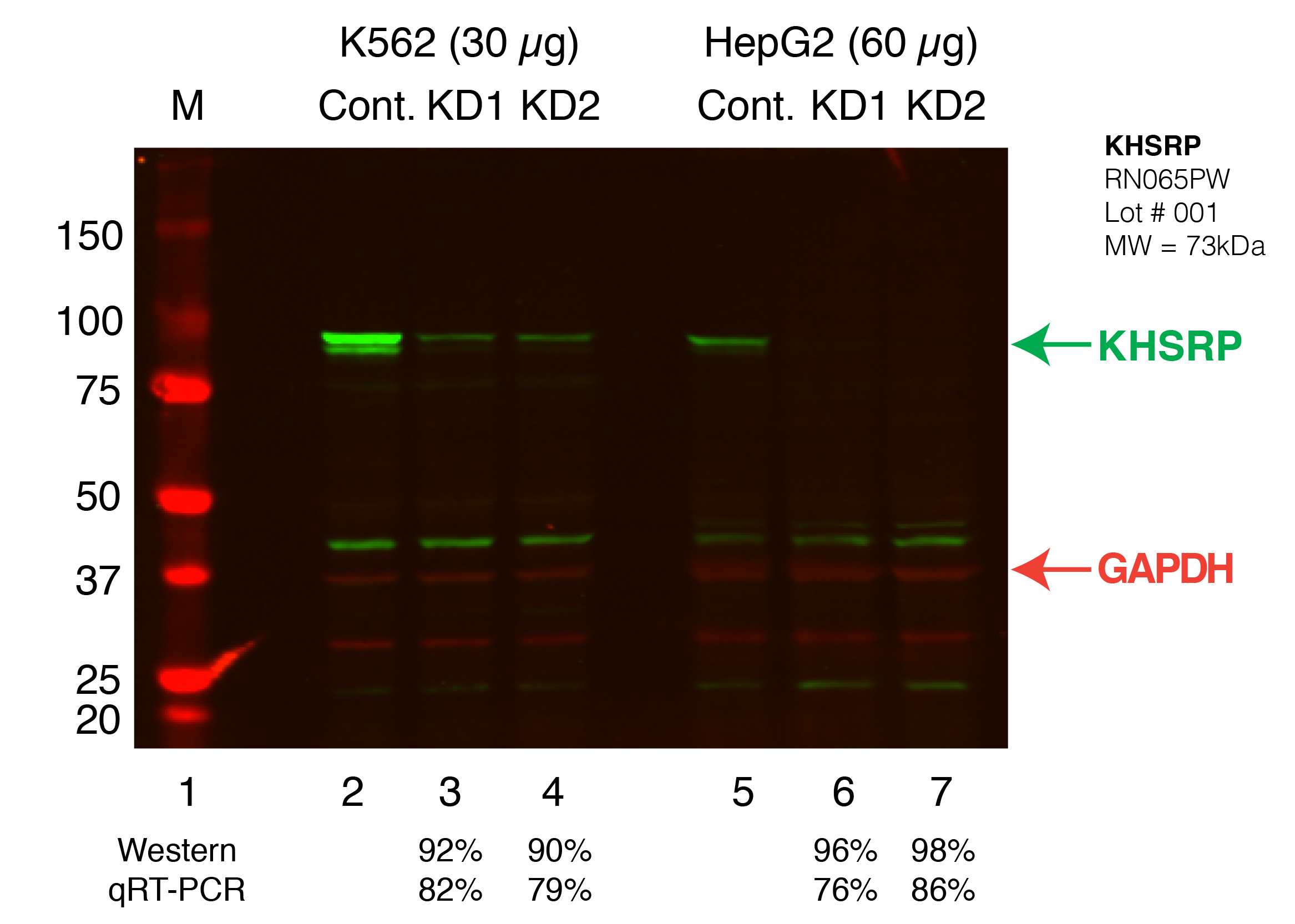 KHSRP_Secondary_Western.png<br>Caption: Western blot following shRNA against KHSRP in K562 and HepG2 whole cell lysate using KHSRP specific antibody. Lane 1 is a ladder, lane 2 is K562 non-targeting control knockdown, lane 2 and 3 are two different shRNAs against KHSRP. Lanes 5-7 follow the same pattern, but in HepG2. KHSRP protein appears as the green band, GAPDH serves as a control and appears in red.