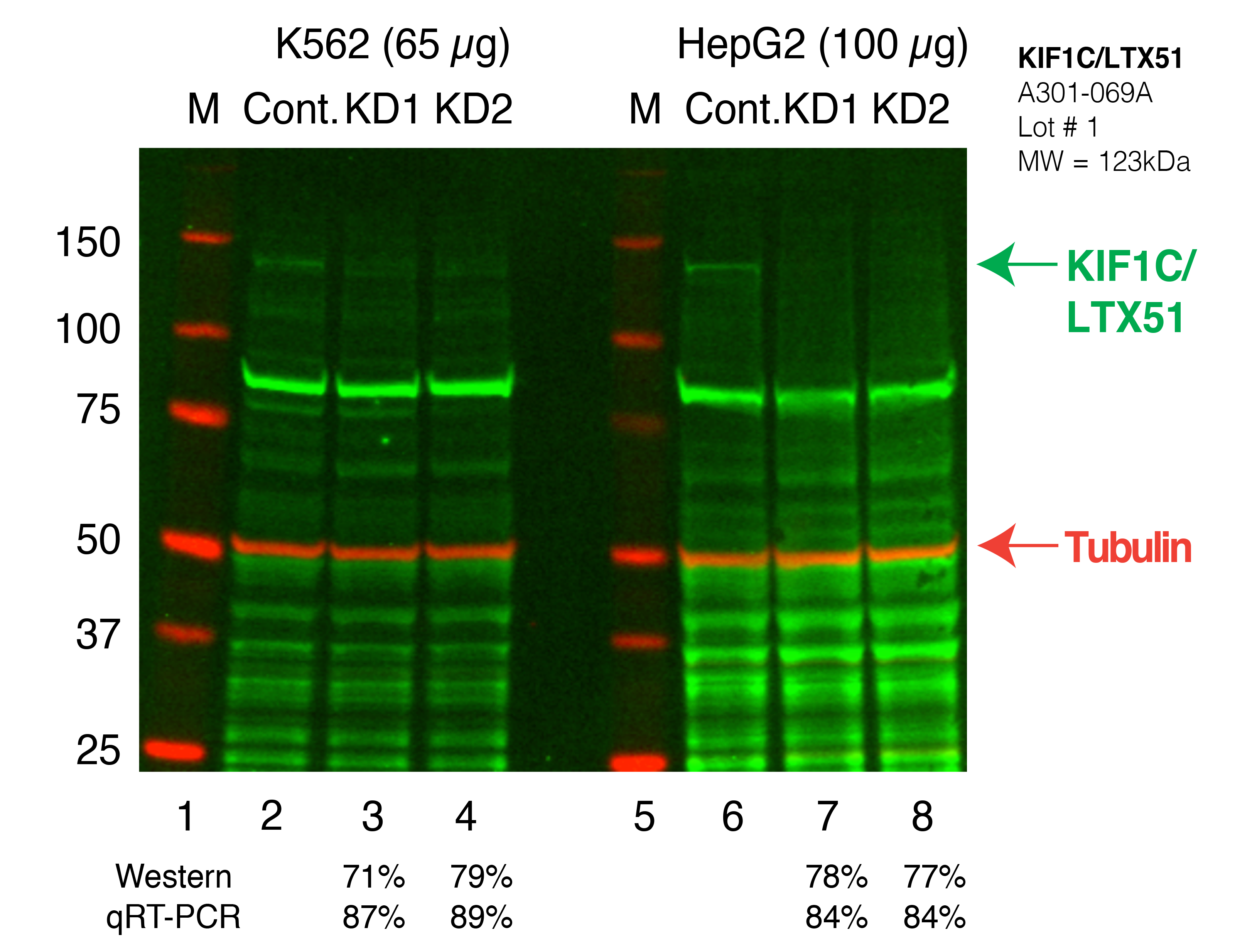 KIF1C_Secondary_Western.png<br>Caption: Western blot following shRNA against KIF1C in K562 and HepG2 whole cell lysate using KIF1C specific antibody. Lane 1 is a ladder, lane 2 is K562 non-targeting control knockdown, lane 3 and 4 are two different shRNAs against KIF1C. Lanes 5-8 follow the same pattern, but in HepG2. KIF1C protein appears as the green band, Tubulin serves as a control and appears in red.