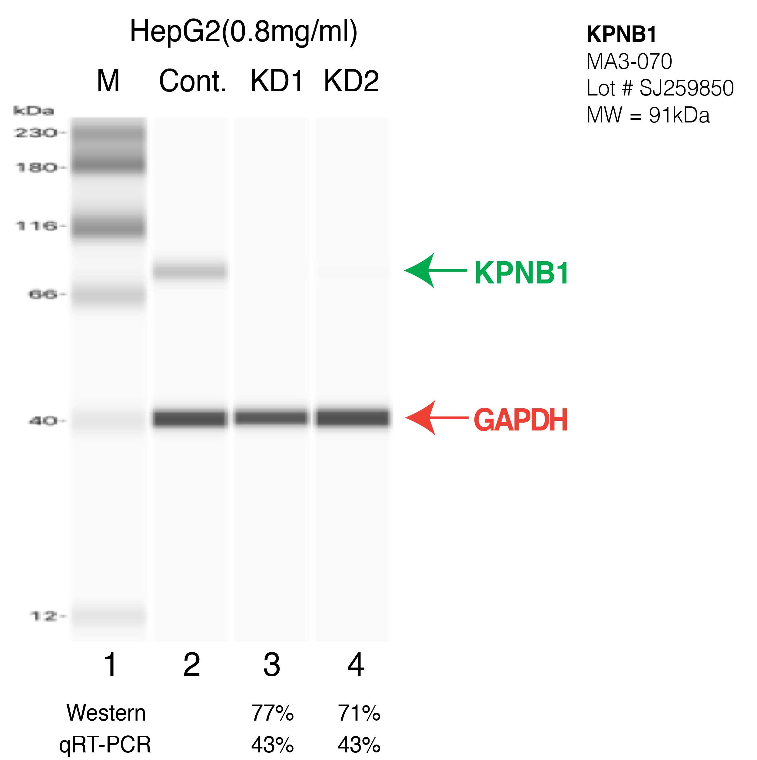 KPNB1-HEPG2-CRISPR.png<br>Caption: Western blot following CRISPR against KPNB1 in HepG2 whole cell lysate using KPNB1 specific antibody. Lane 1 is a ladder, lane 2 is HepG2 non-targeting control knockdown, lane 3 and 4 are two different CRISPR against KPNB1. KPNB1 protein appears as the green arrow, GAPDH serves as a control and appears in red arrow.