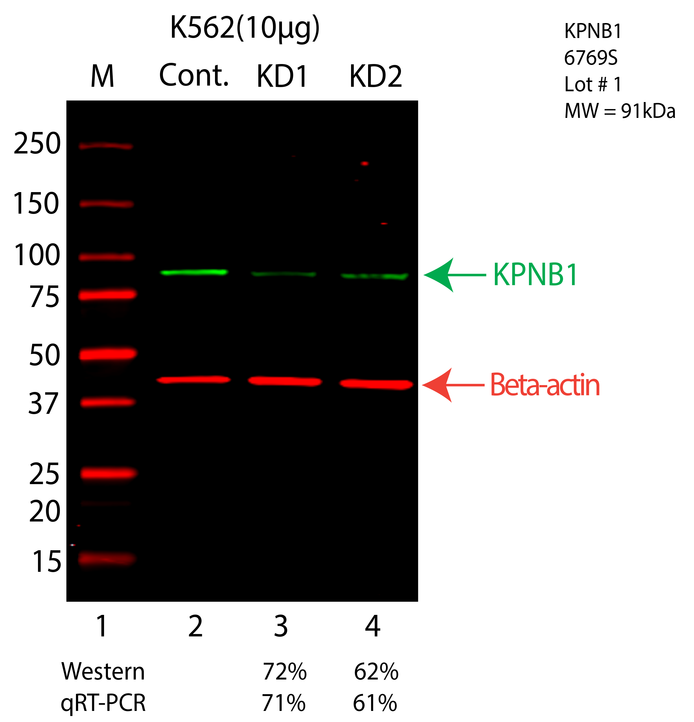 KPNB1-K562-60769S.png<br>Caption: Western blot following CRISPR against KPNB1 in K562 whole cell lysate using KPNB1 specific antibody. Lane 1 is a ladder, lane 2 is K562 non-targeting control knockdown, lane 3 and 4 are two different CRISPR against KPNB1. KPNB1 protein appears as the green arrow, Beta-actin serves as a control and appears in red arrow.