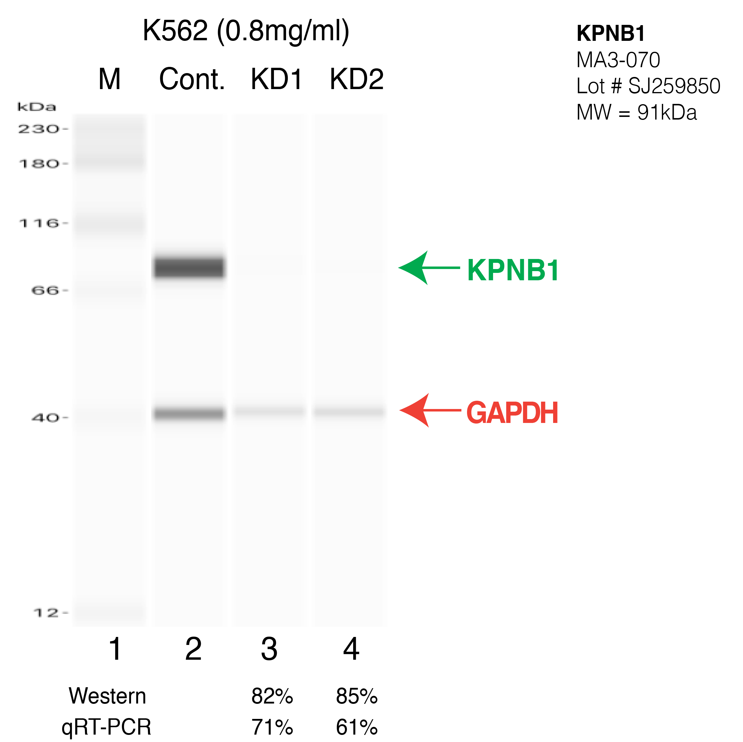 KPNB1-K562-CRISPR.png<br>Caption: Western blot following CRISPR against KPNB1 in K562 whole cell lysate using KPNB1 specific antibody. Lane 1 is a ladder, lane 2 is K562 non-targeting control knockdown, lane 3 and 4 are two different CRISPR against KPNB1. KPNB1 protein appears as the green arrow, GAPDH serves as a control and appears in red arrow.