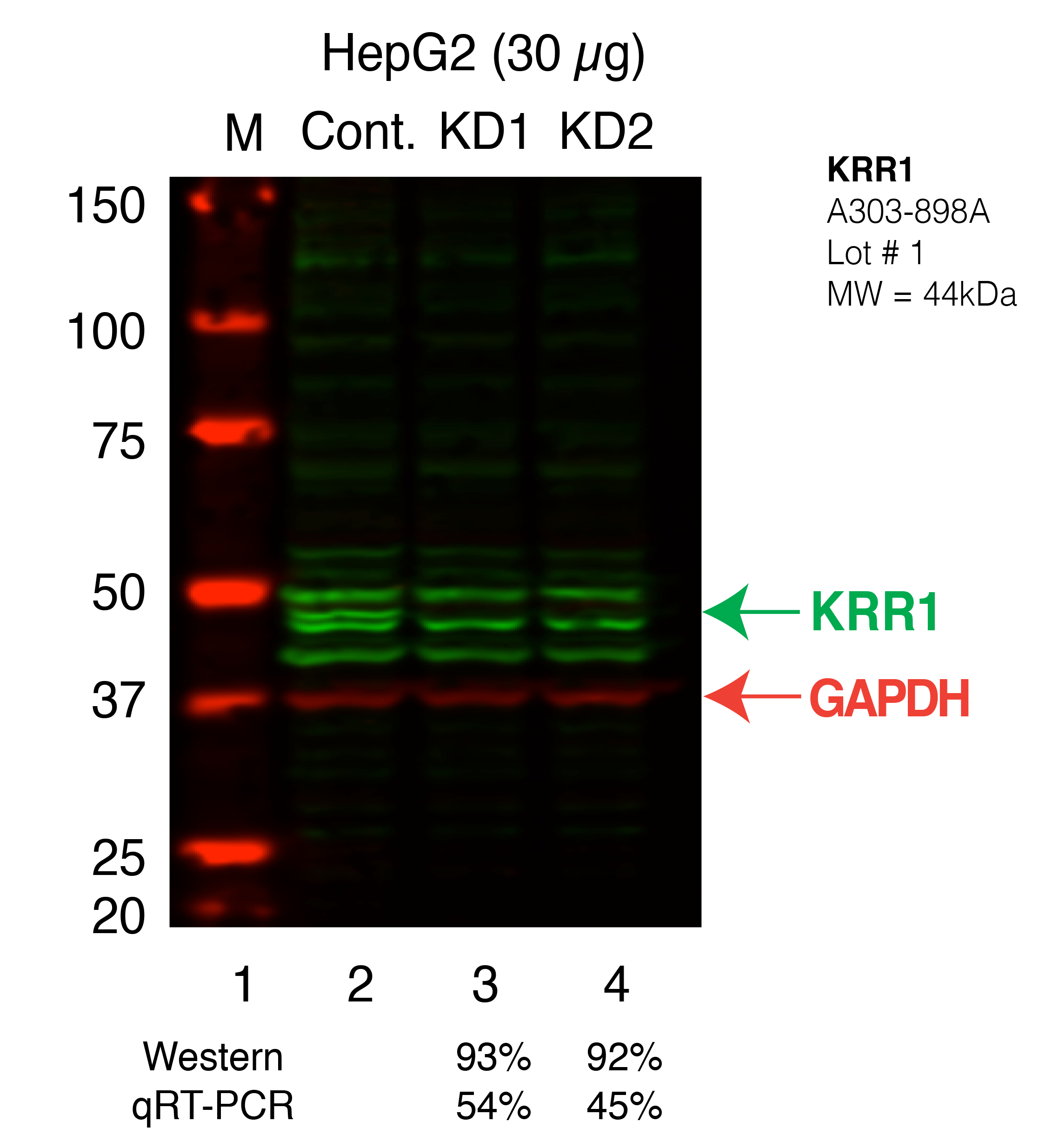 KRR1-HEPG2_Secondary_Western.png<br>Caption: Western blot following shRNA against KRR1 in HepG2 whole cell lysate using KRR1 specific antibody. Lane 1 is a ladder, lane 2 is HepG2 non-targeting control knockdown, lane 3 and 4 are two different shRNAs against KRR1.KRR1 protein appears as the green band, GAPDH serves as a control and appears in red.