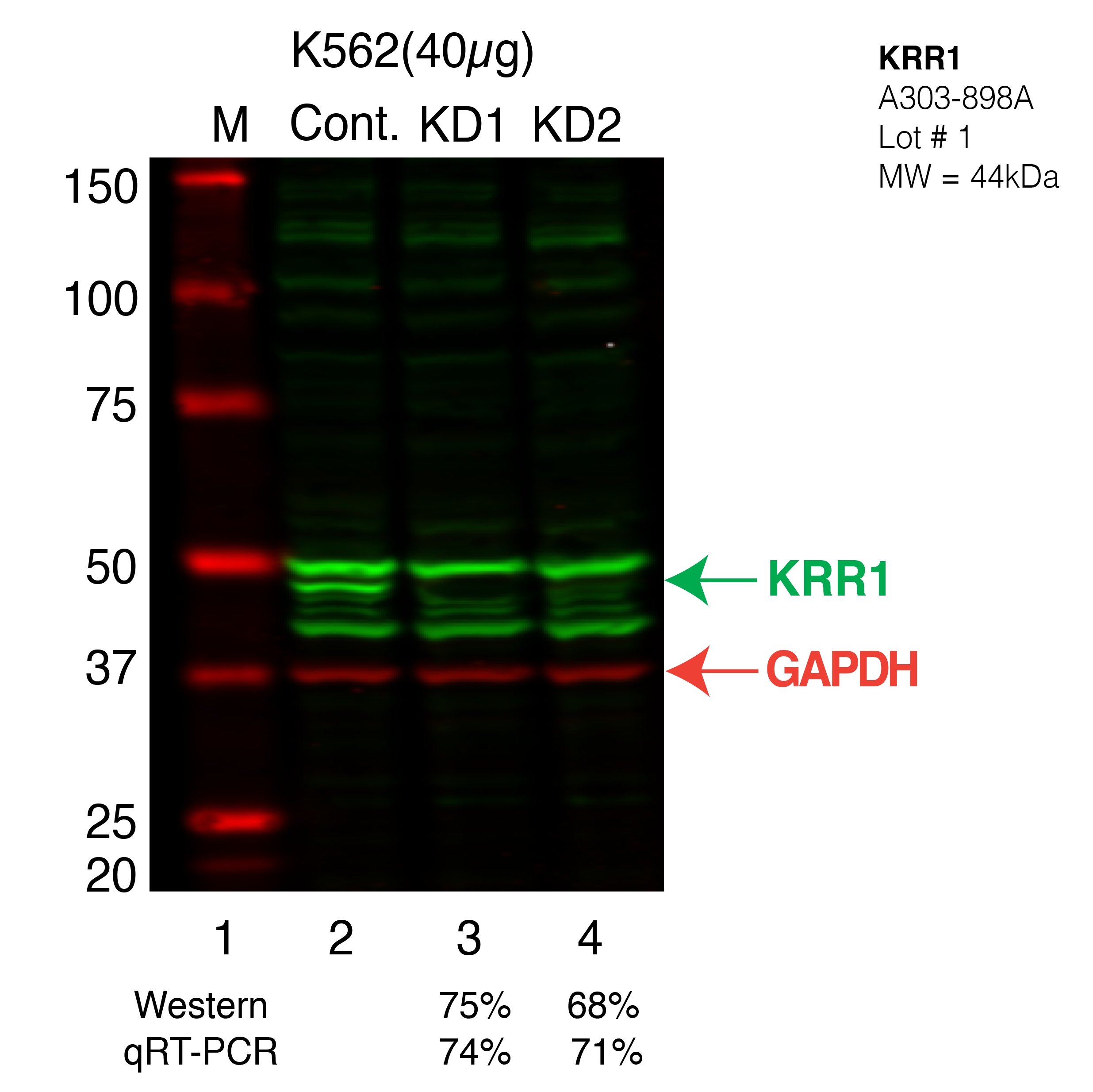 KRR1-K562.png<br>Caption: Western blot following shRNA against KRR1 in K562 whole cell lysate using KRR1 specific antibody. Lane 1 is a ladder, lane 2 is K562 non-targeting control knockdown, lane 3 and 4 are two different shRNA against KRR1.KRR1 protein appears as the green band, GAPDH serves as a control and appears in red.