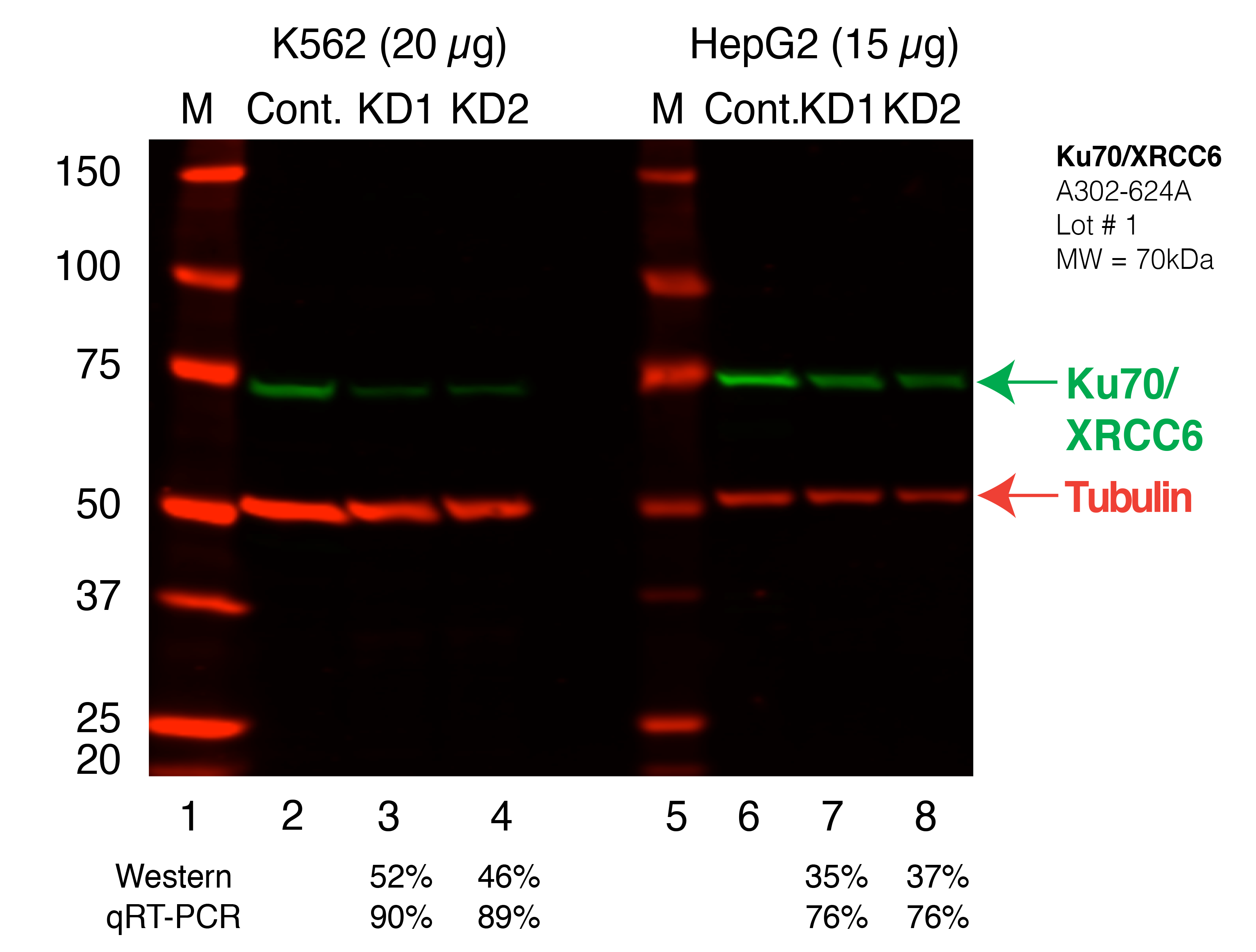 Ku70_xrcc6_Secondary_Western.png<br>Caption: Western blot following shRNA against XRCC6 in K562 and HepG2 whole cell lysate using XRCC6 specific antibody. Lane 1 is a ladder, lane 2 is K562 non-targeting control knockdown, lane 3 and 4 are two different shRNAs against XRCC6. Lanes 5-8 follow the same pattern, but in HepG2. XRCC6 protein appears as the green band, Tubulin serves as a control and appears in red.