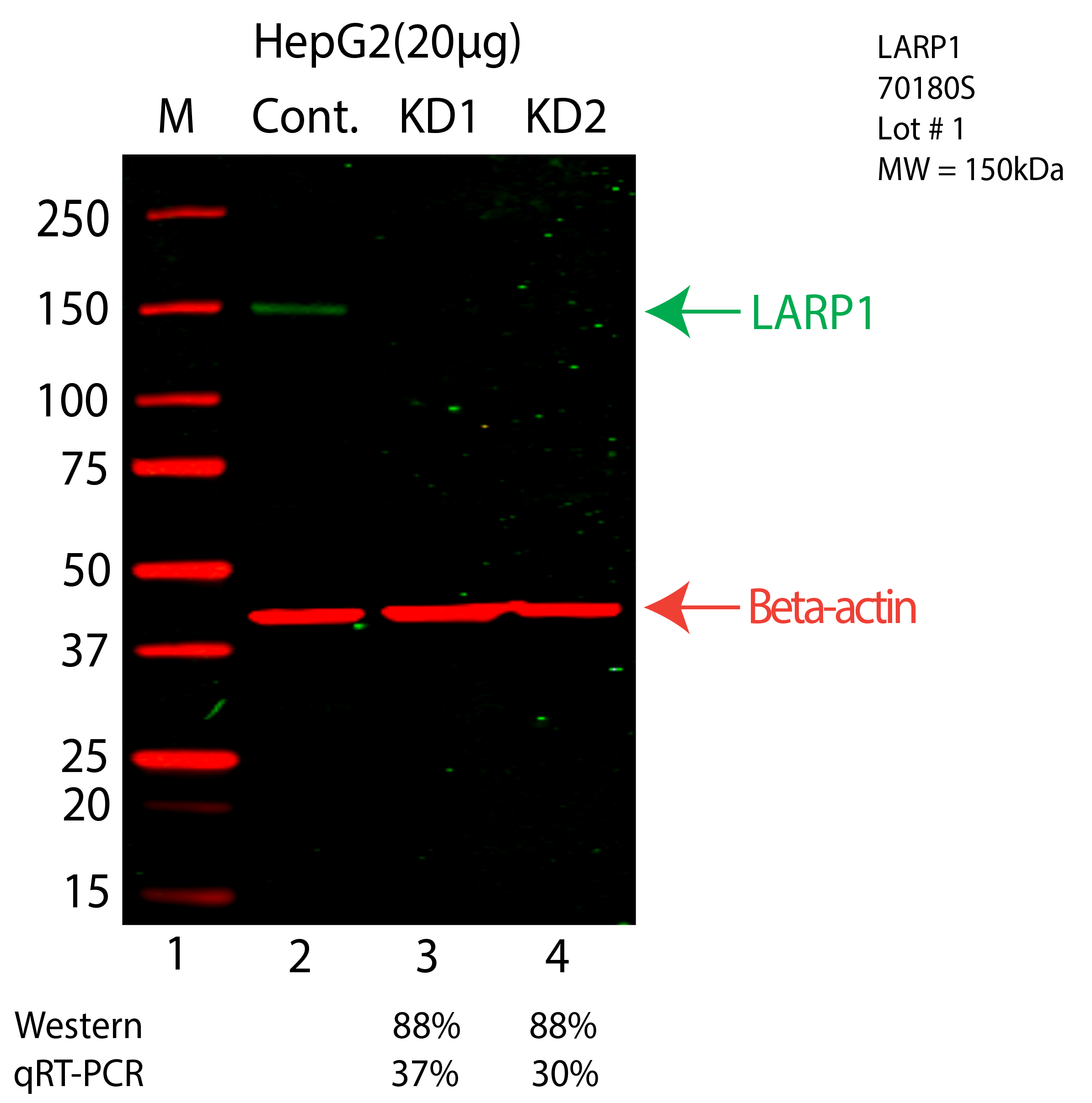 LARP1-HEPG2-CRISPR-70180S.png<br>Caption: Western blot following CRISPR against LARP1 in HepG2 whole cell lysate using LARP1 specific antibody. Lane 1 is a ladder, lane 2 is HepG2 non-targeting control knockdown, lane 3 and 4 are two different CRISPR against LARP1. LARP1 protein appears as the green arrow, Beta-actin serves as a control and appears in red arrow.